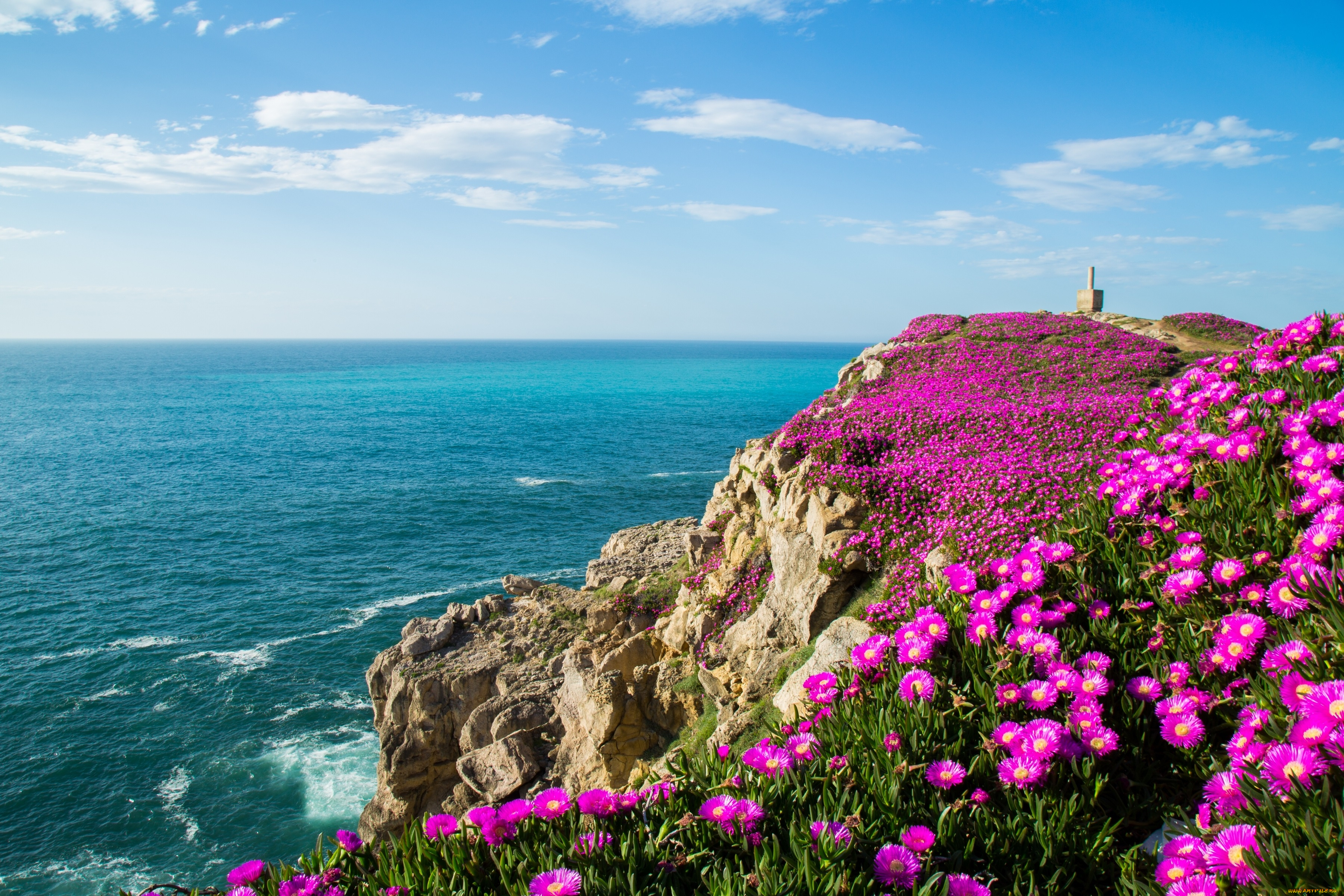 природа, побережье, bay, of, biscay, суансес, кантабрия, испания, бискайский, залив, океан, цветы, скалы, spain, cantabria, suances