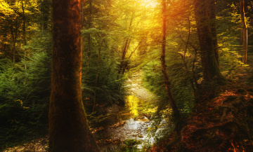 Картинка природа лес ручей деревья