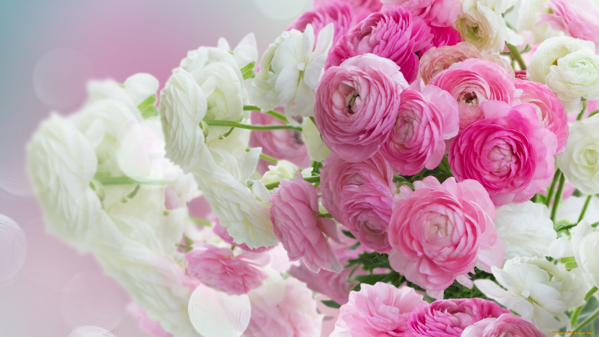 цветы, ранункулюс, , азиатский, лютик, лютики, beautiful, white, розовые, pink, flowers, ranunculus