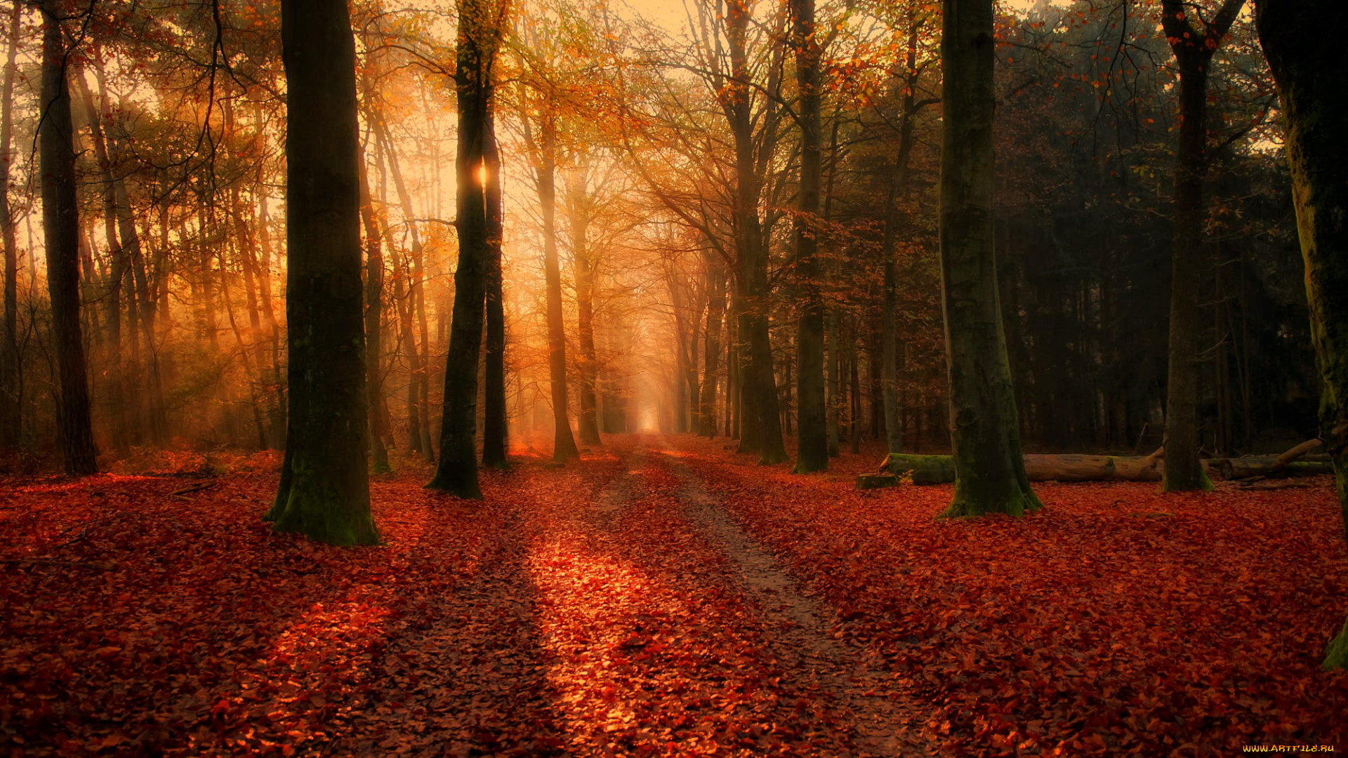 природа, дороги, осень, лес