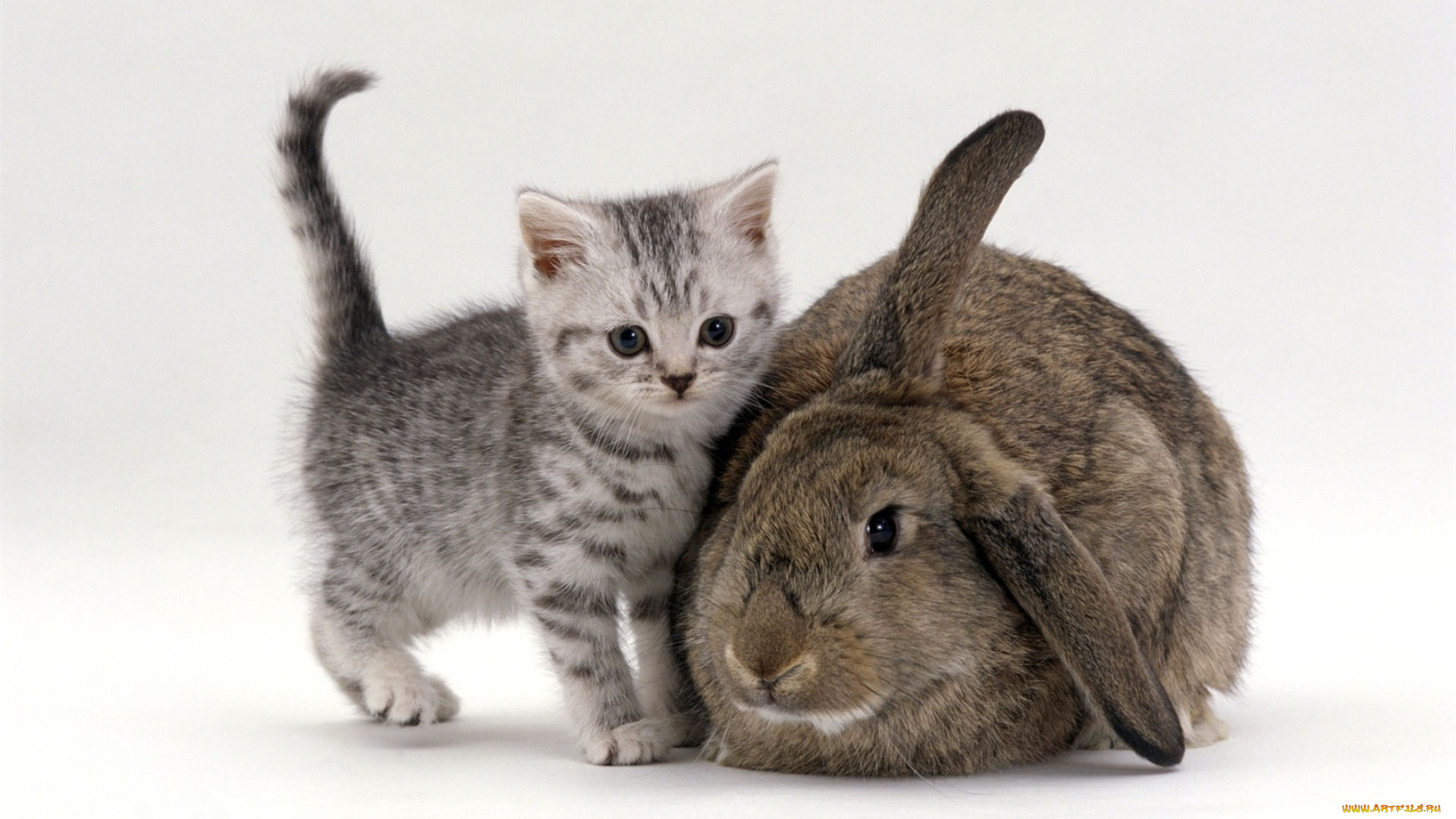 животные, разные, вместе, серый, кролик, котенок