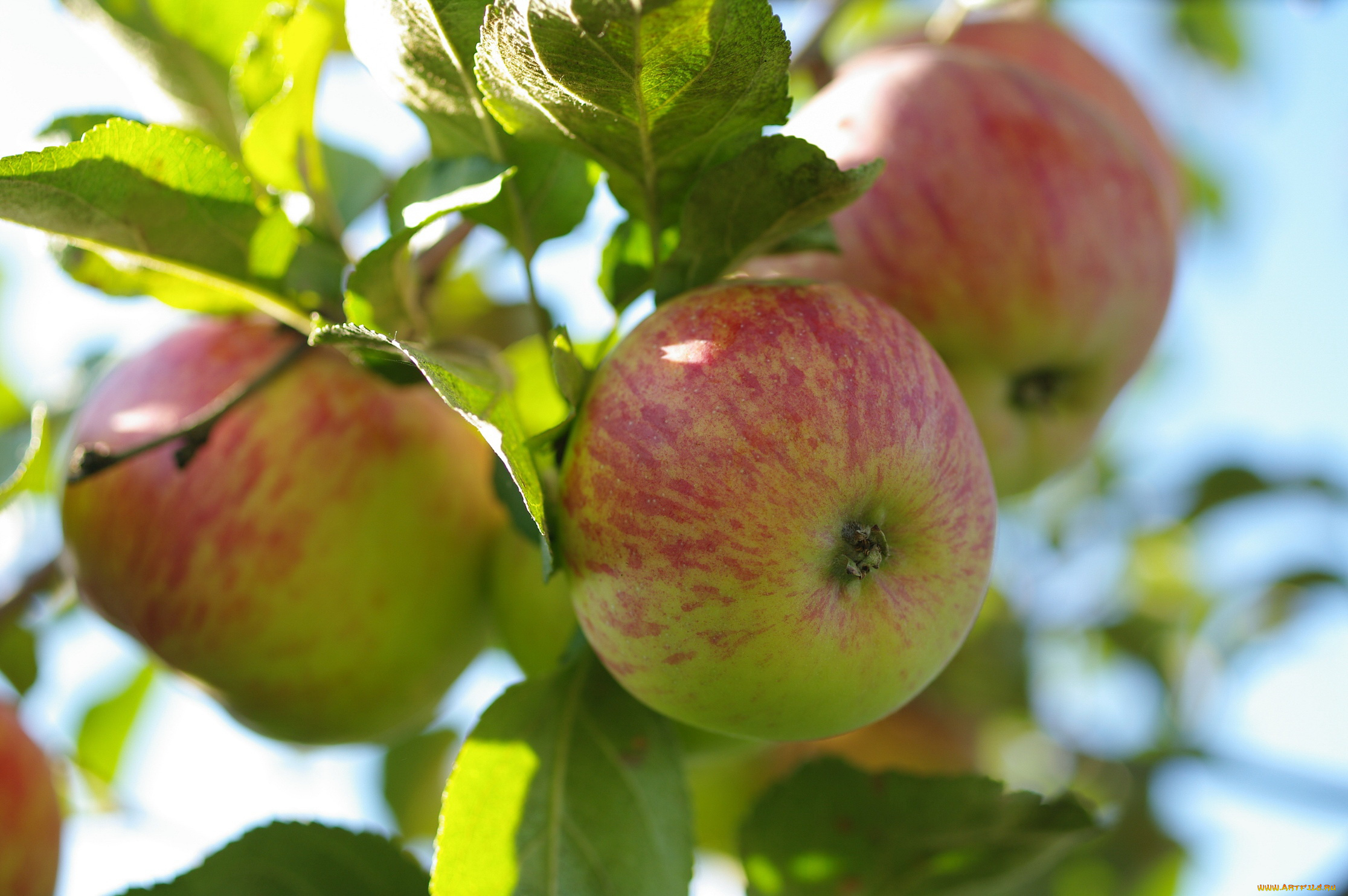природа, плоды, дача, красота, небо, сад, урожай, фрукты, яблоки