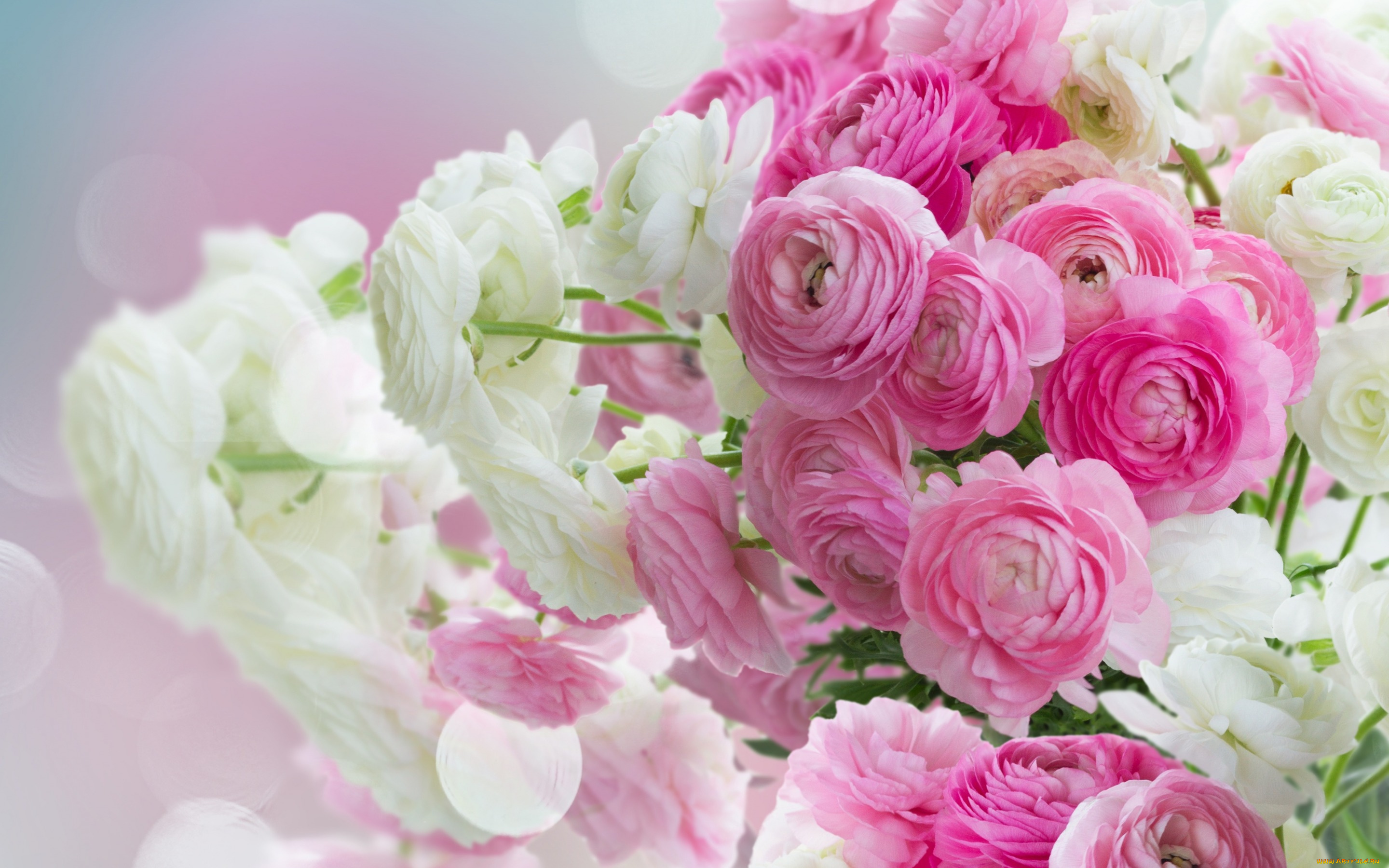цветы, ранункулюс, , азиатский, лютик, лютики, beautiful, white, розовые, pink, flowers, ranunculus