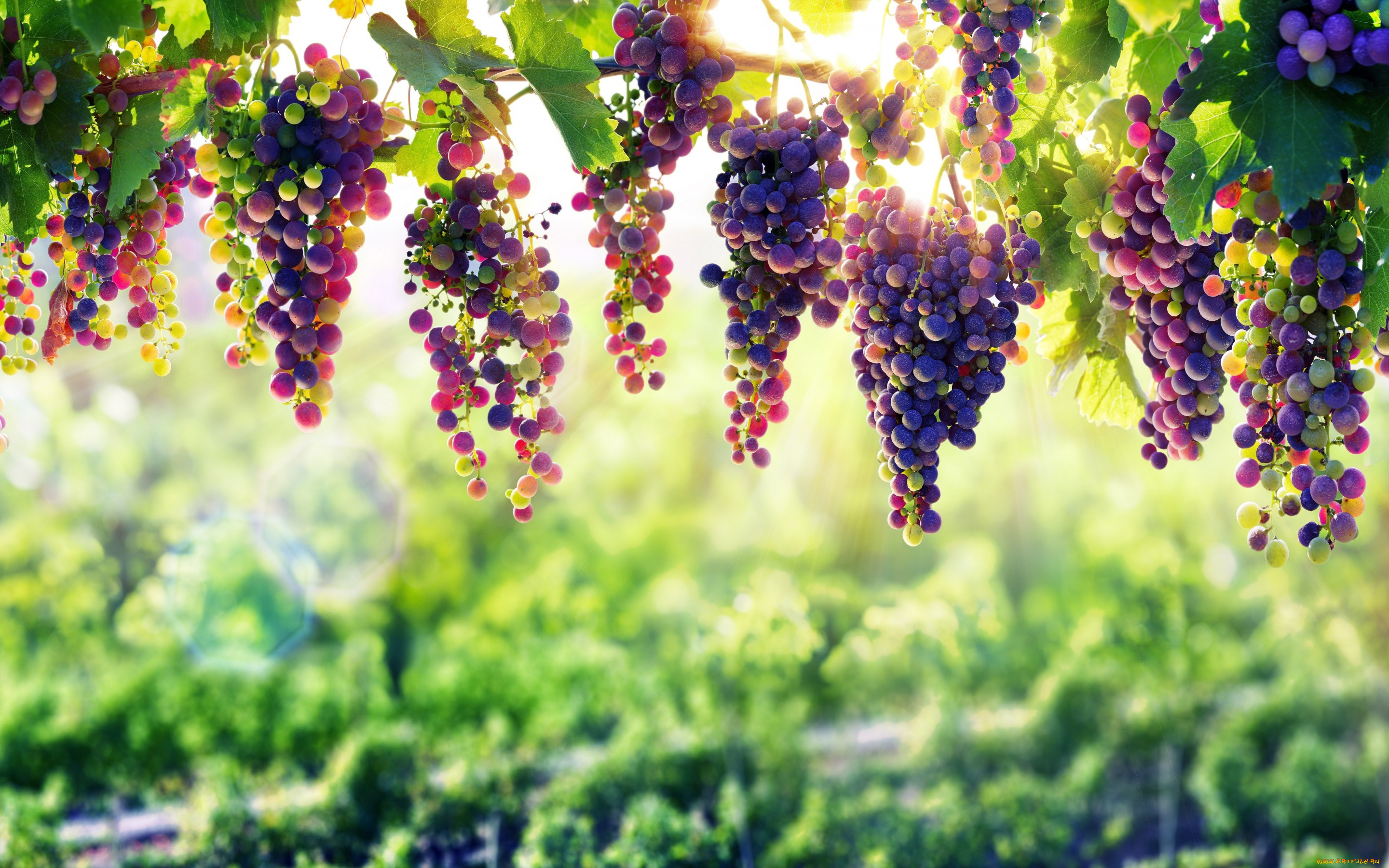 природа, Ягоды, , виноград, fruit, natural, beauty, winery, vine, nature, grape