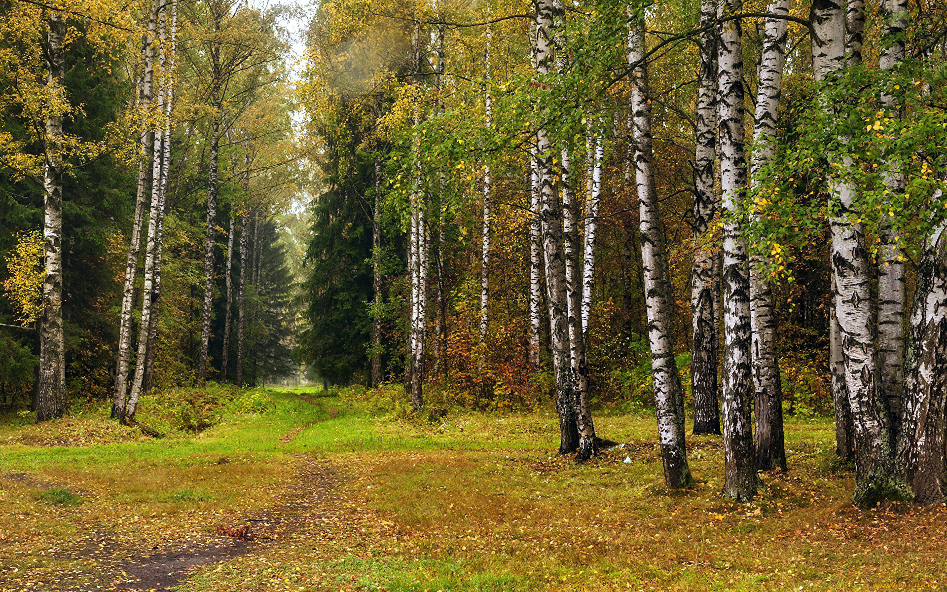 природа, лес, березы, елки, осень, листопад
