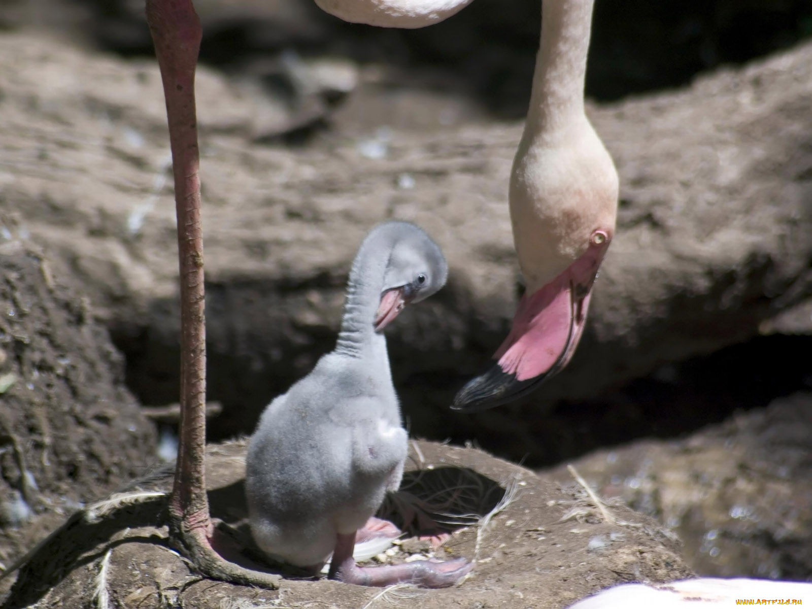 engaging, zoo, pictures, from, the, cincinnati, 19, животные, фламинго