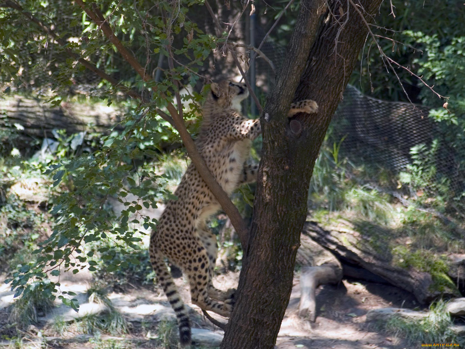 engaging, zoo, pictures, from, the, cincinnati, животные, гепарды