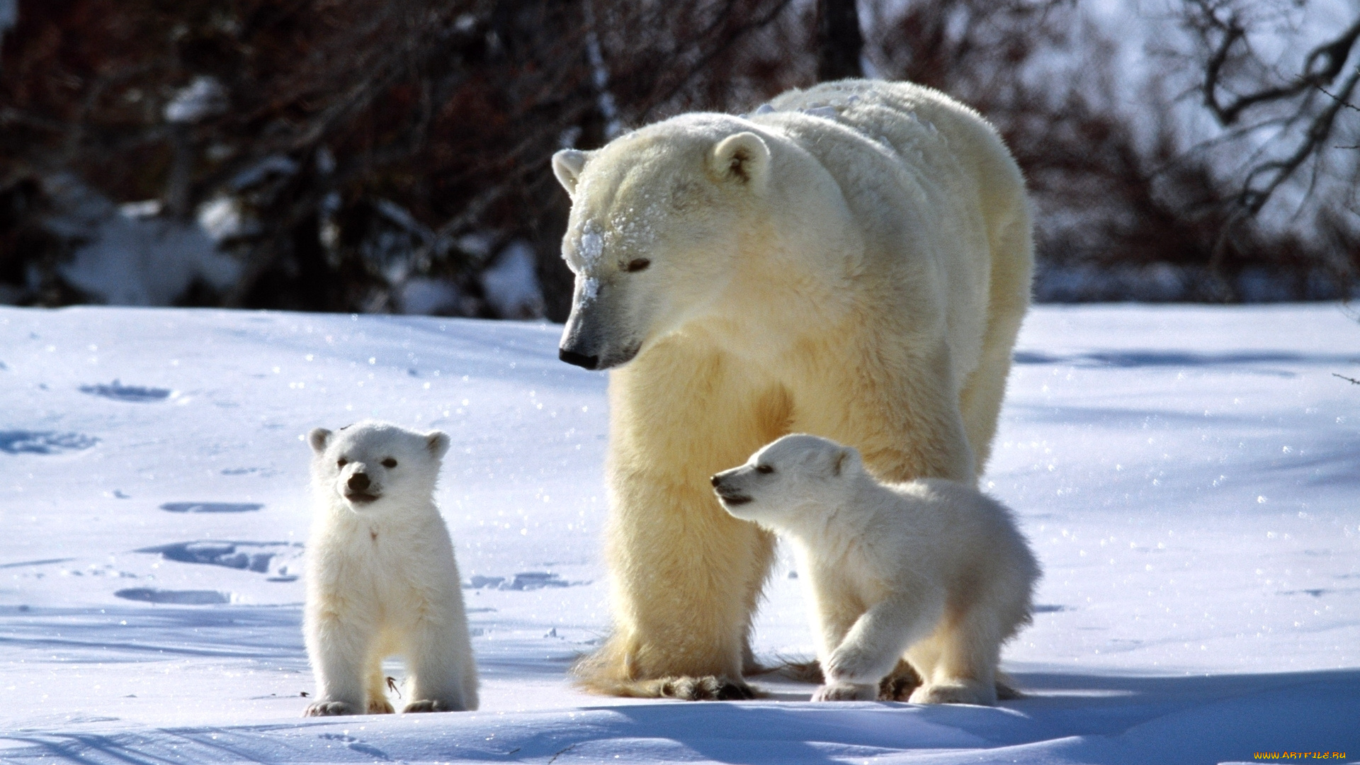 животные, медведи, белый, медведь, медвежата, снег, зима
