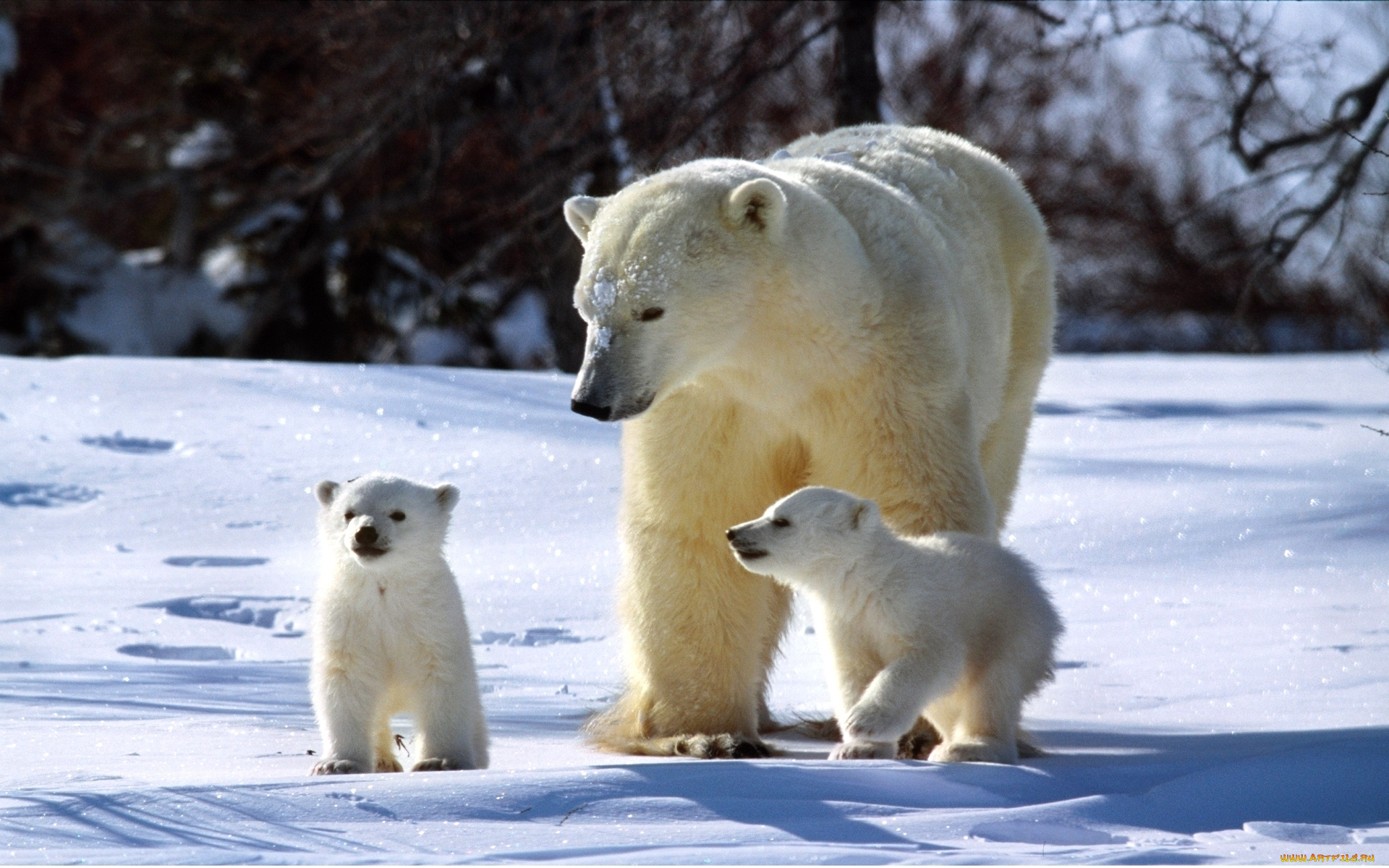 животные, медведи, белый, медведь, медвежата, снег, зима