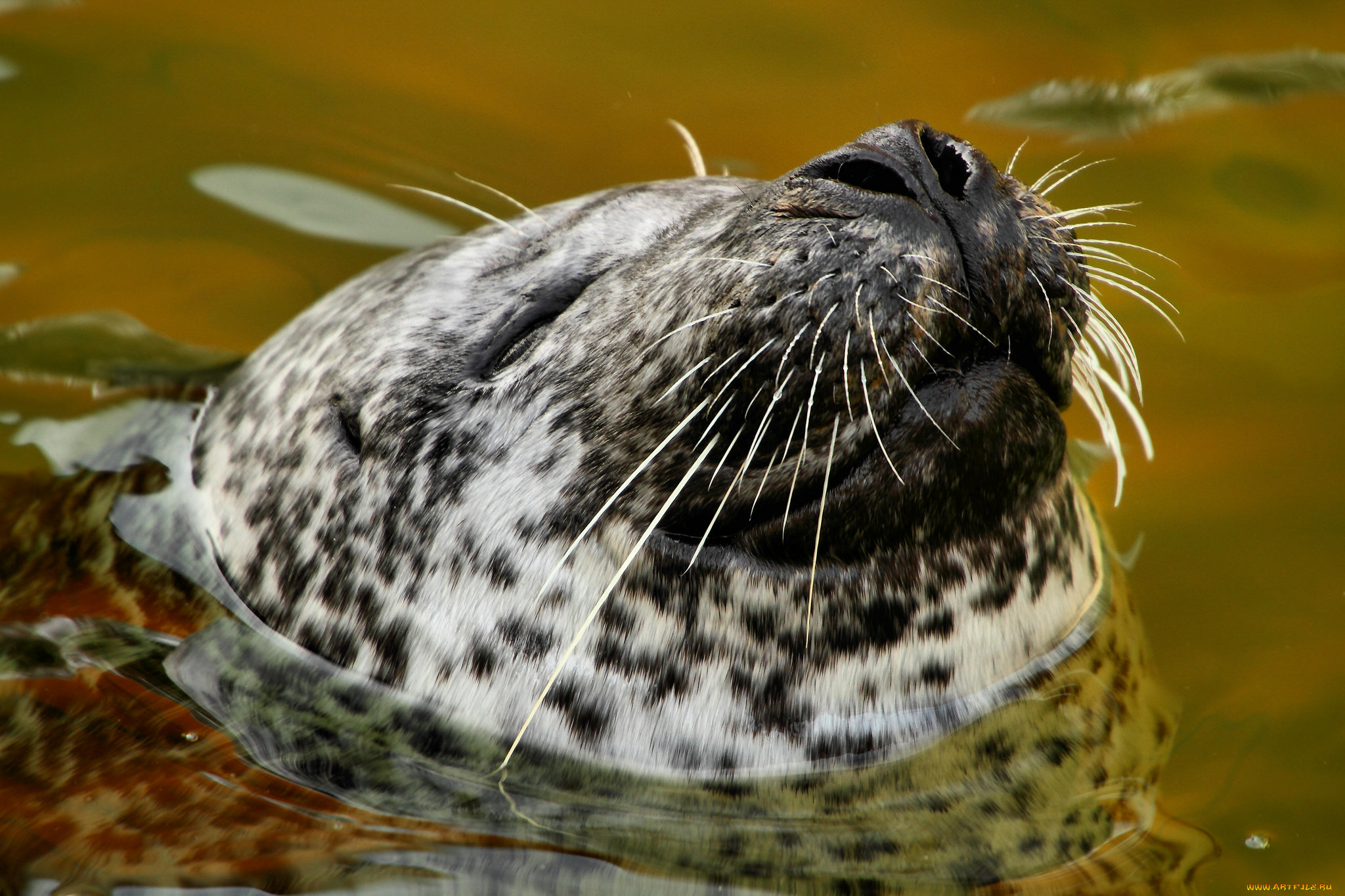 животные, тюлени, , морские, львы, , морские, котики, котик, усы, вода, тюлень