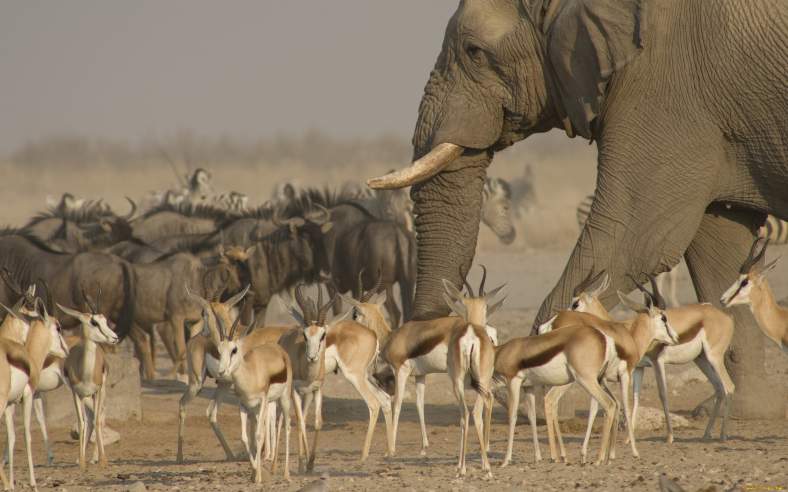 животные, разные, вместе, стадо, антилопы, слон, саванна, национальный, парк, этоша