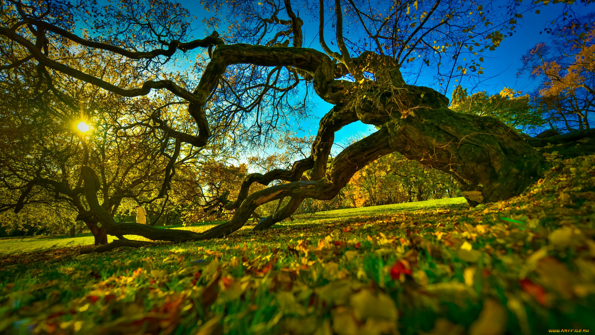 природа, деревья, oslo, норвегия, ботанический, сад, краски, осени, старое, дерево, norway, осень