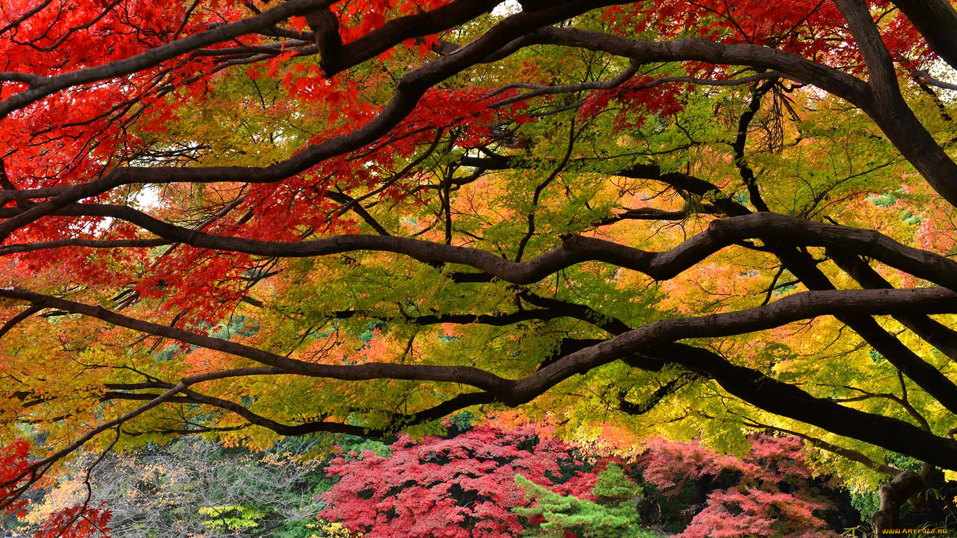 природа, деревья, парк, сад, Япония, листья, багрянец, синдзюку, токио, осень