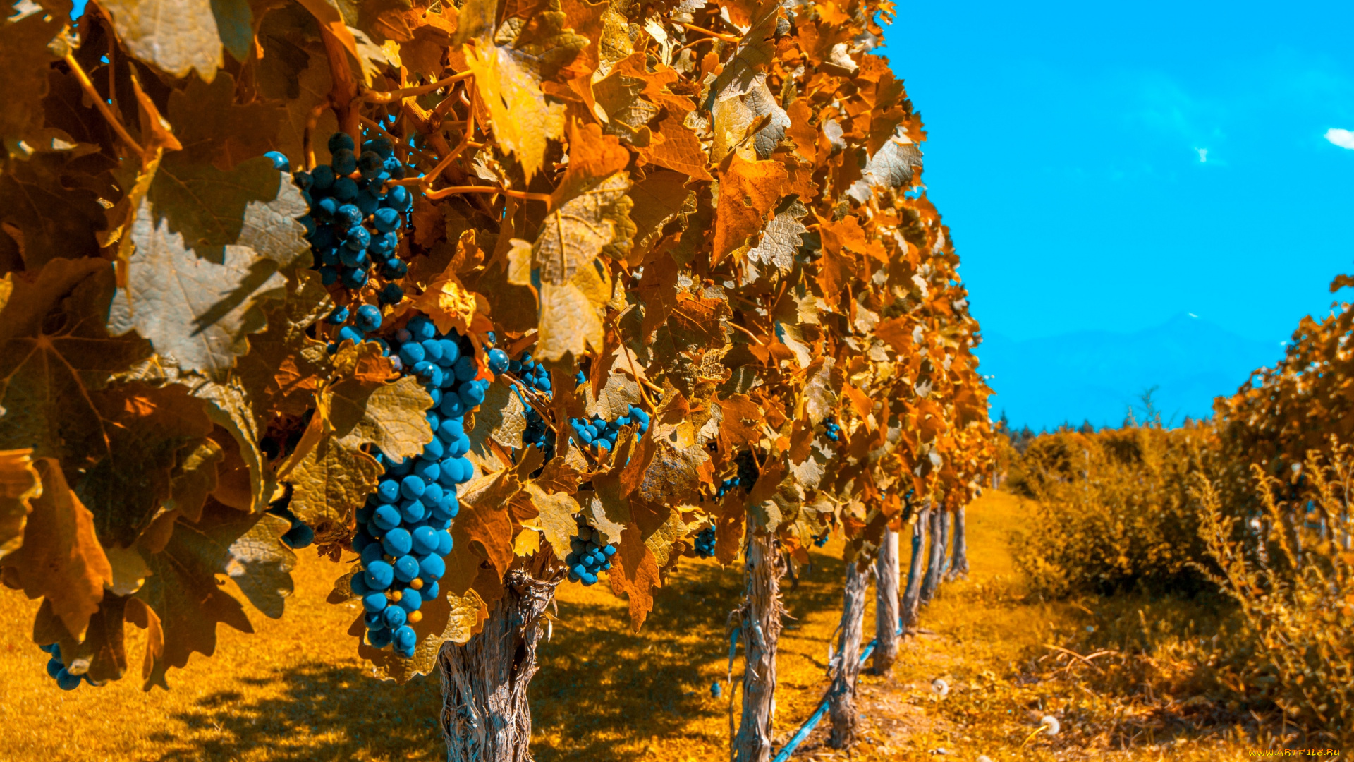 Виноград Аргентина