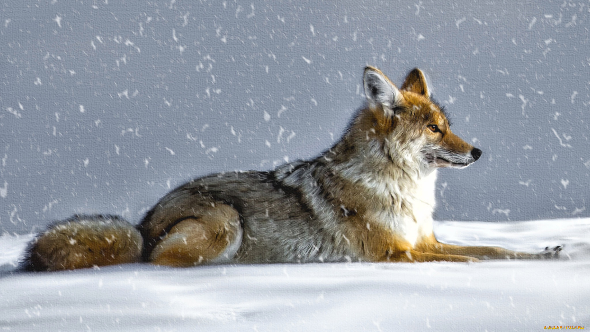рисованное, животные, , волки, волк, койот, снег, зима