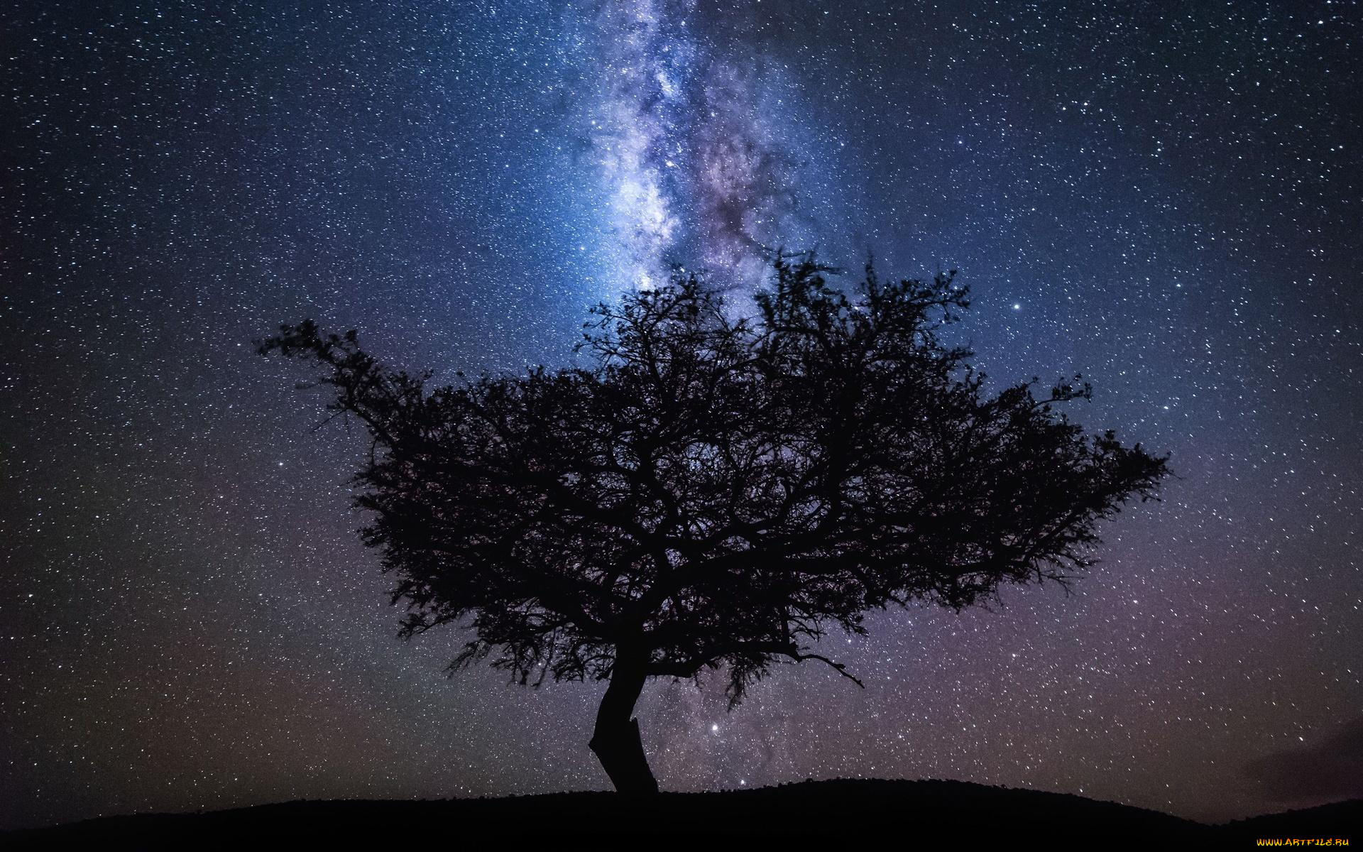природа, деревья, ночь, звезды, небо, дерево