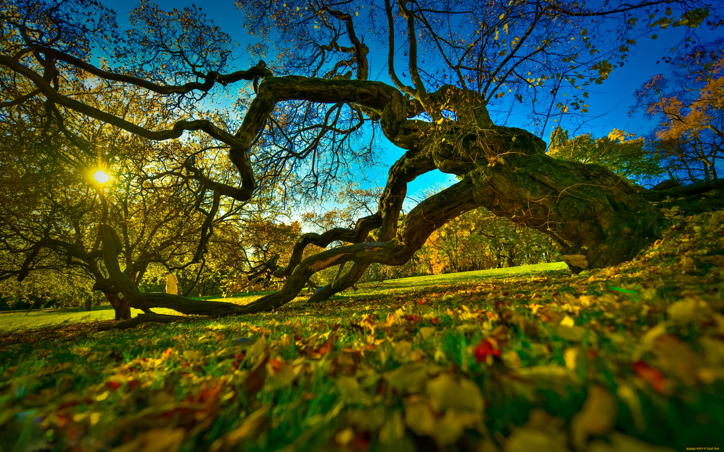 природа, деревья, oslo, норвегия, ботанический, сад, краски, осени, старое, дерево, norway, осень