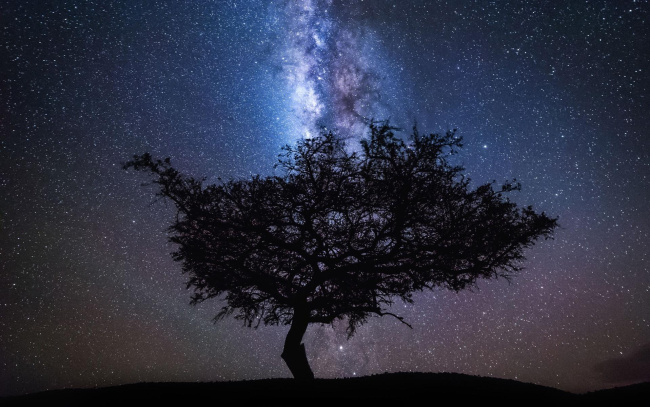 Обои картинки фото природа, деревья, ночь, звезды, небо, дерево