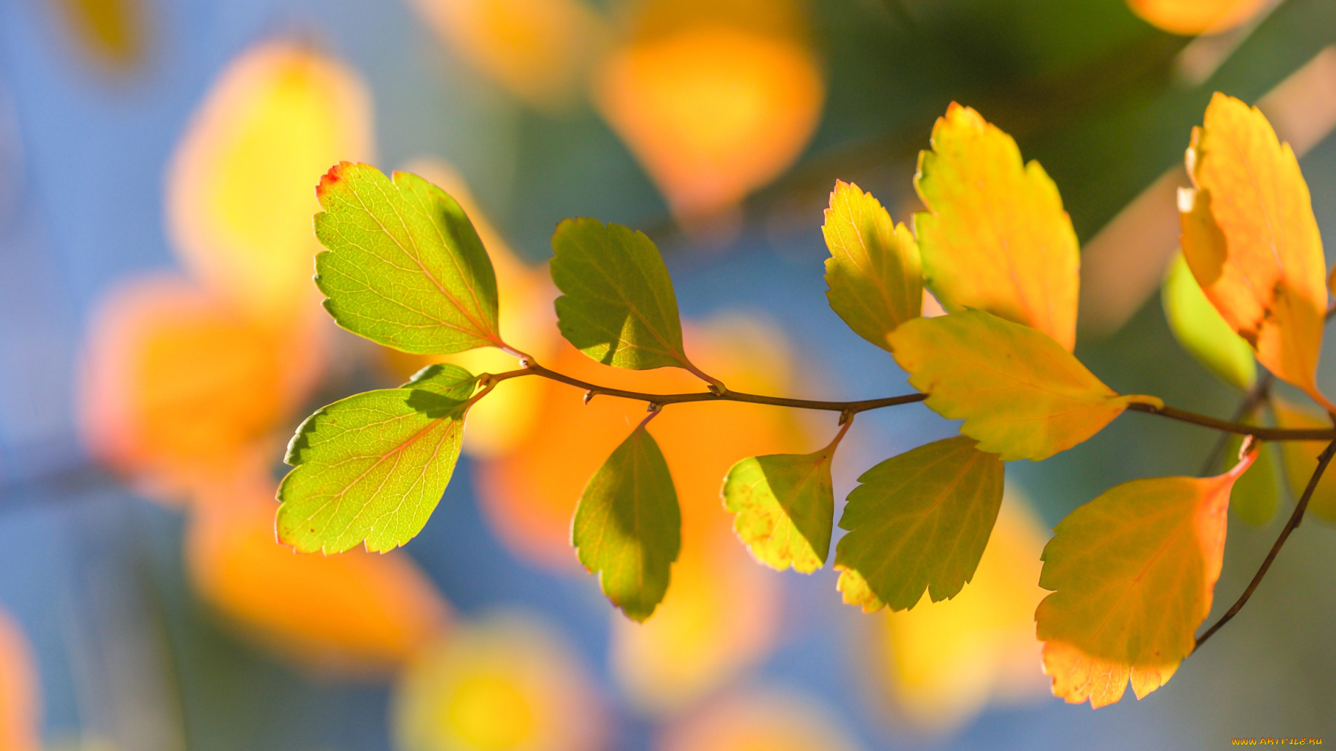 природа, листья, боке, макро, ветка, осень