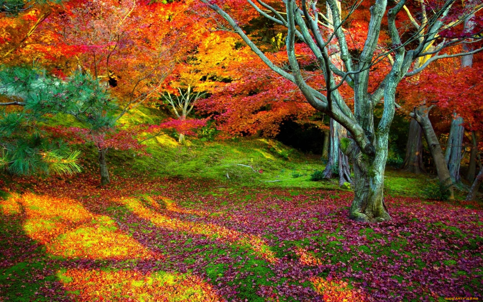природа, лес, дерево, осень, листья