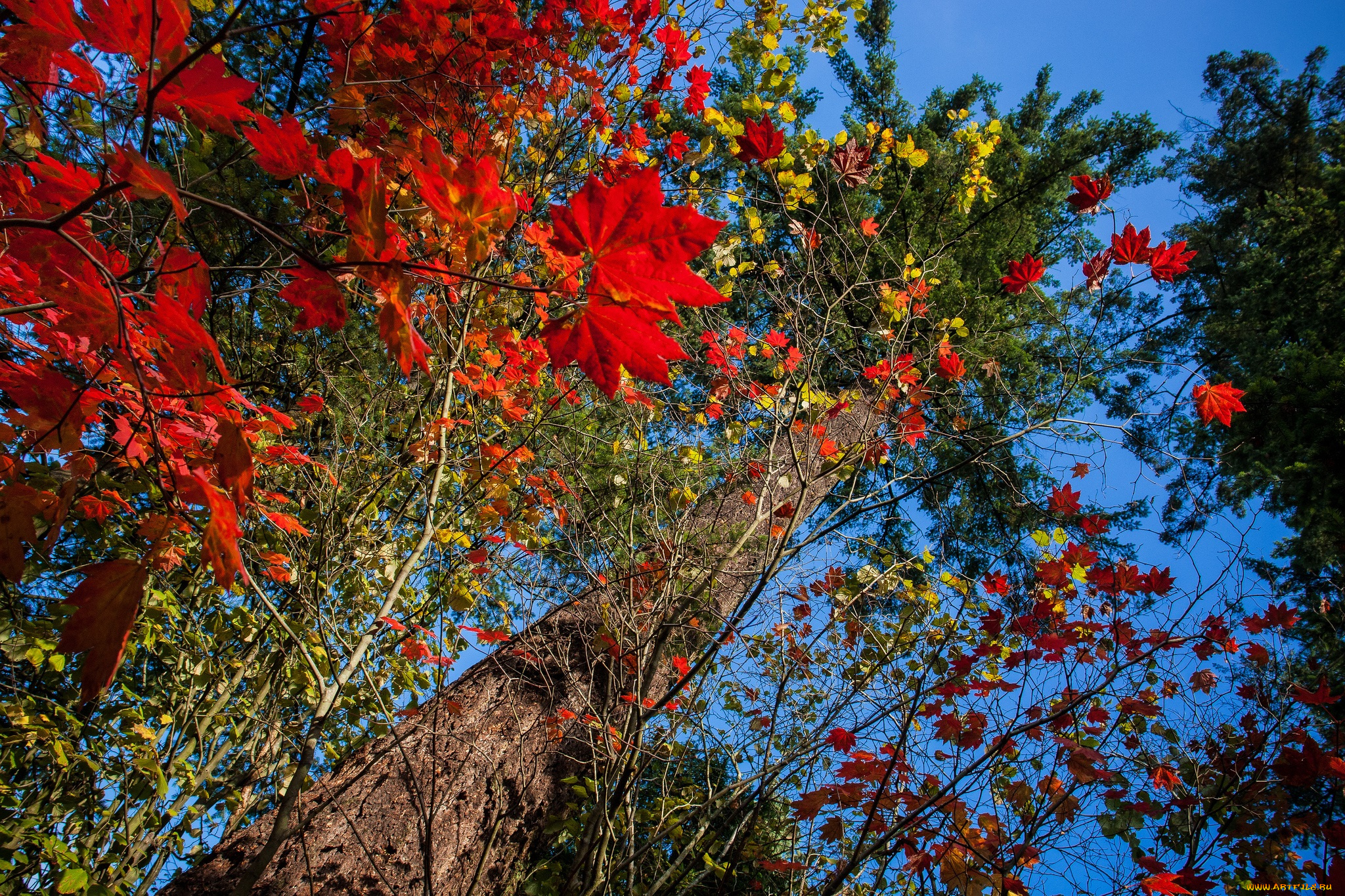природа, деревья, дерево, осень, листья