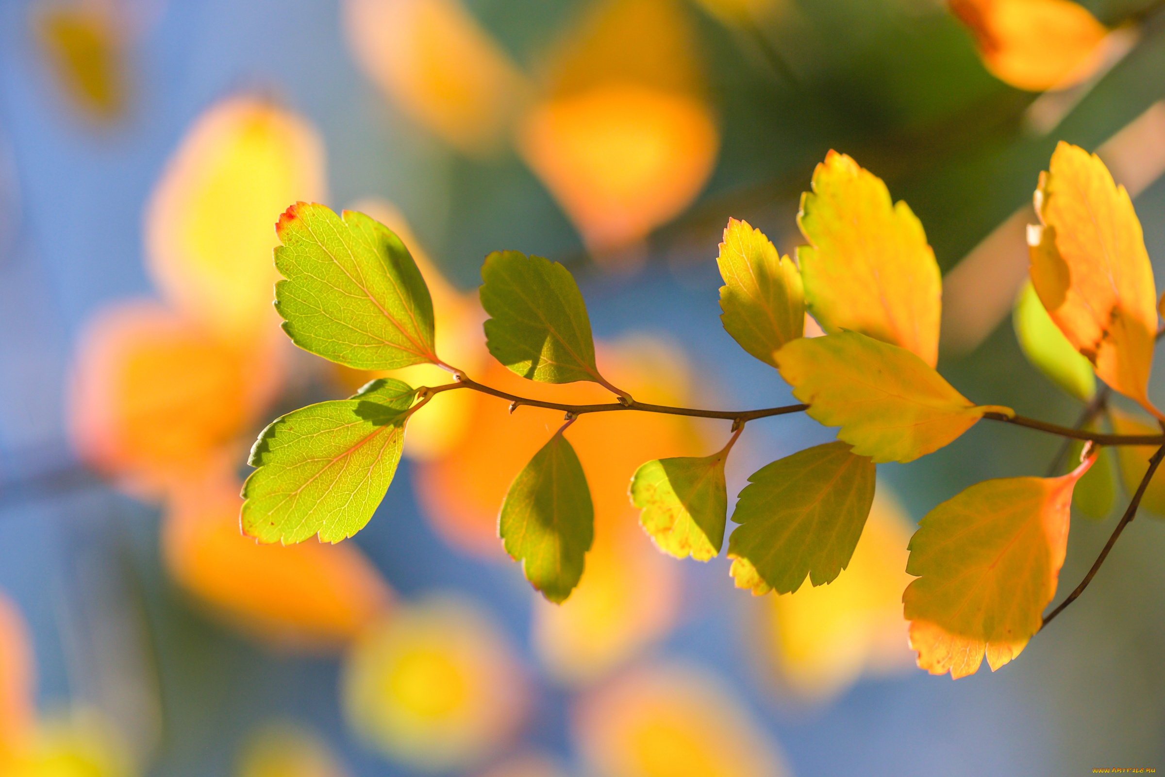 природа, листья, боке, макро, ветка, осень