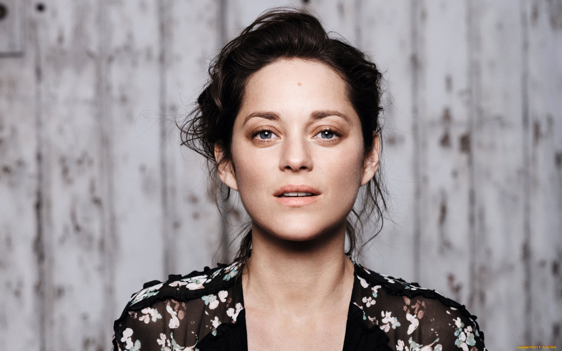 marion, cotillard, девушки, брюнетка, лицо