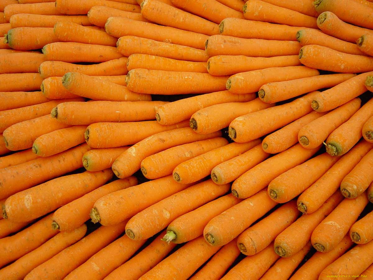 еда, морковь