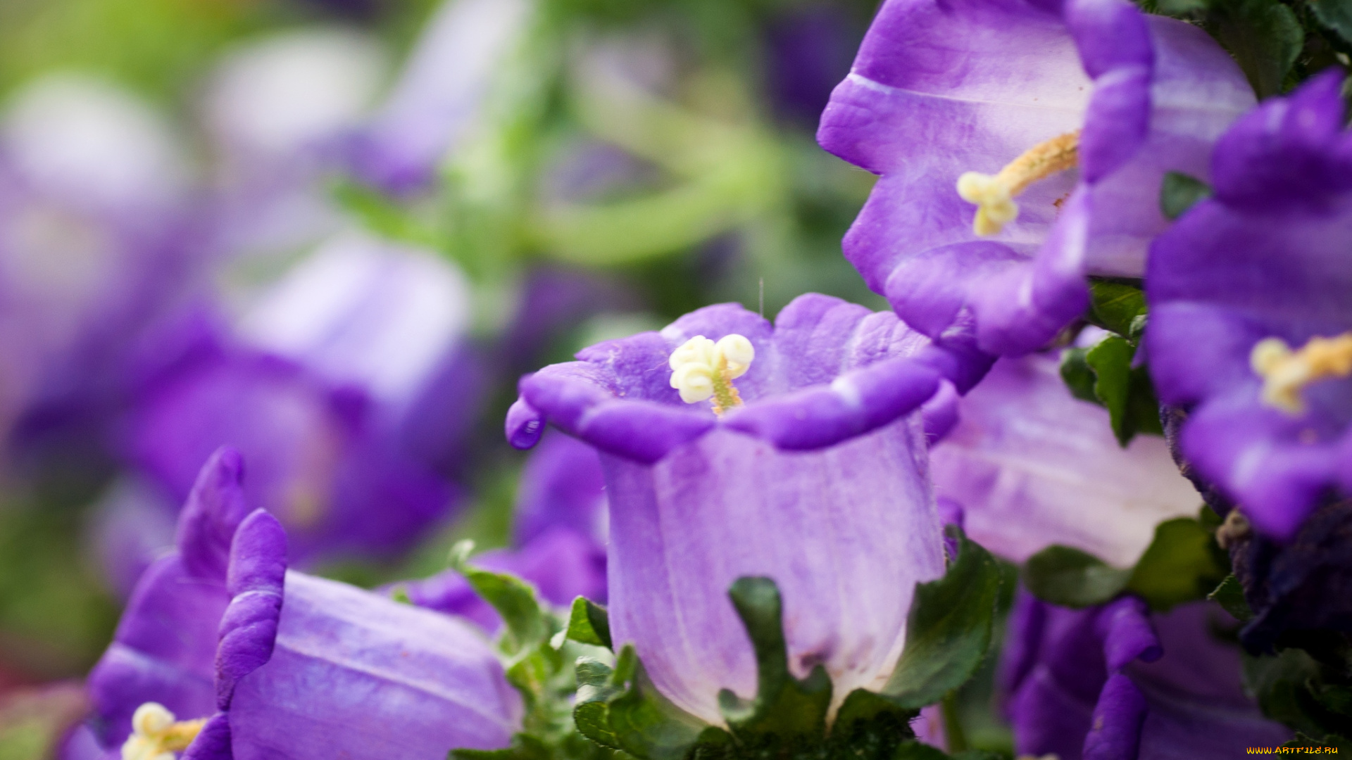 цветы, колокольчики, фиолетовый
