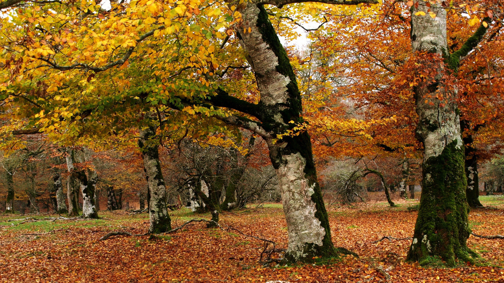 испания, наварра, природа, деревья, парк, осень