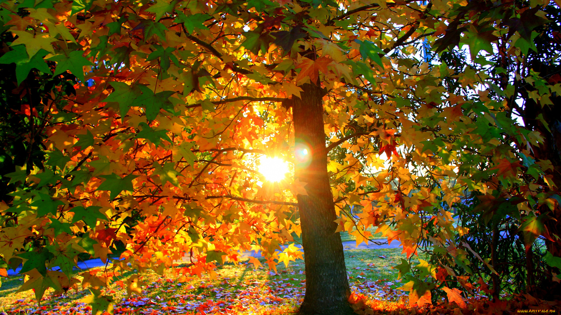 природа, восходы, закаты, деревья, осень, поляна