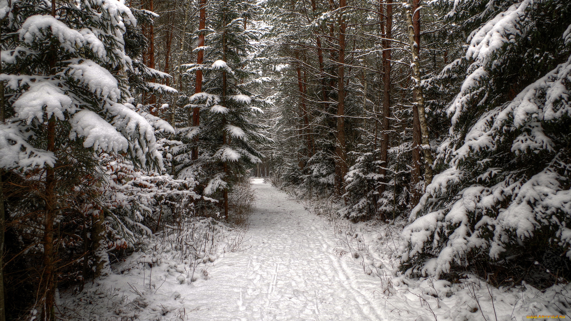 природа, зима, ель, лес, хвойные, дорога, следы, снег