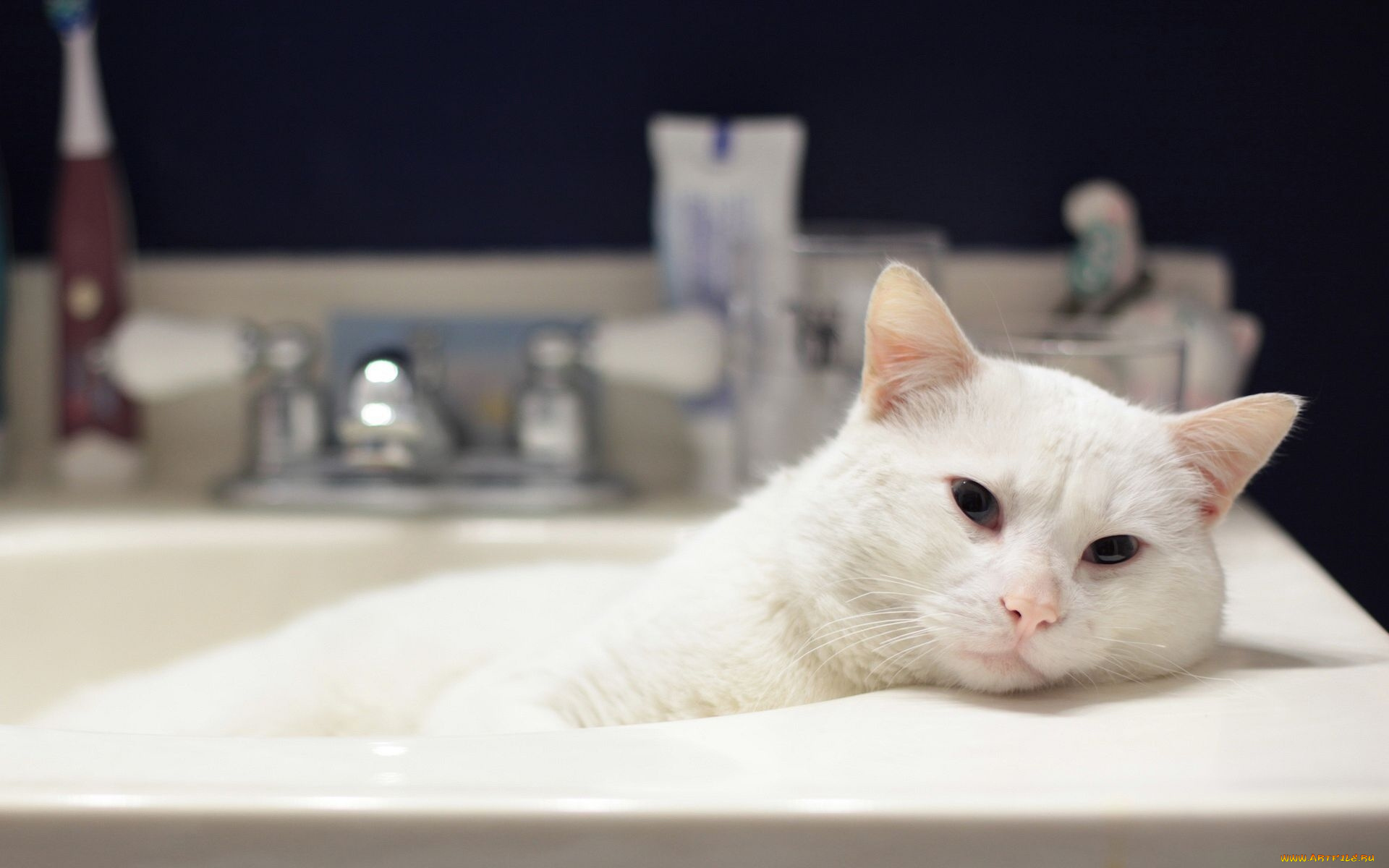 животные, коты, ванна, белый, кот