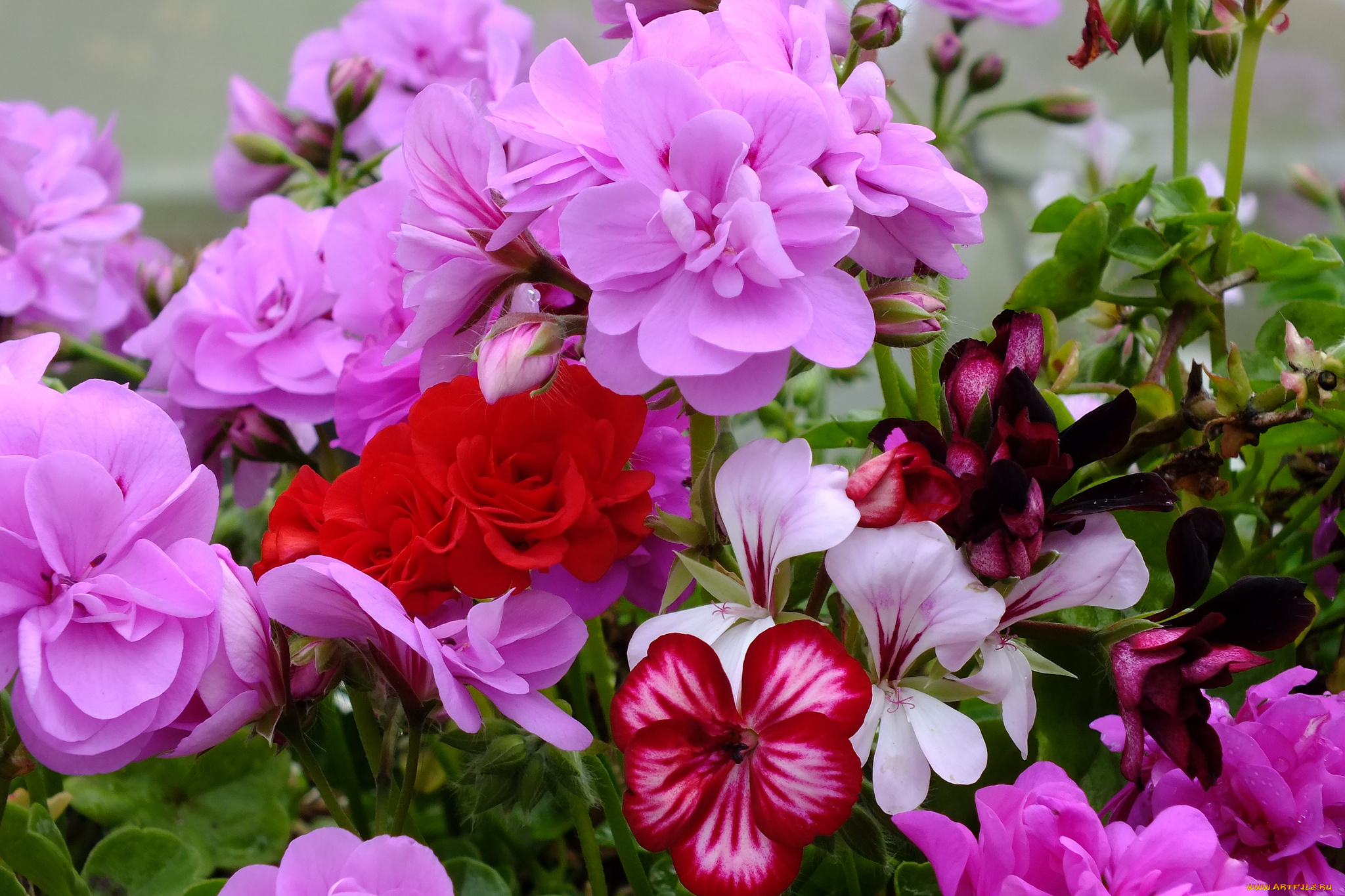 цветы, герань, розовый