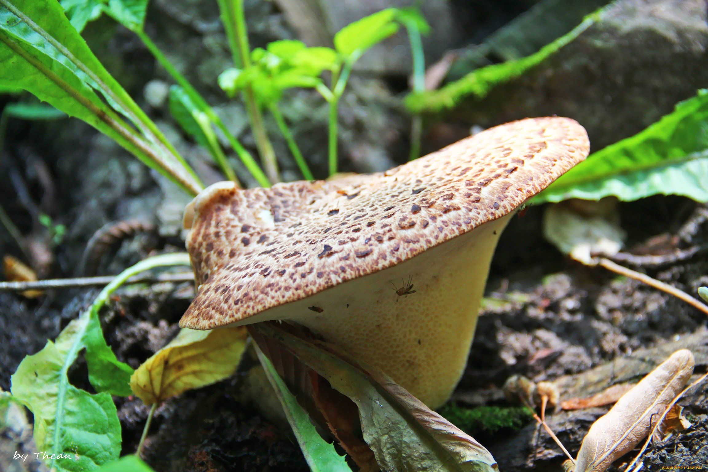 природа, грибы, насекомое, шляпка, листья