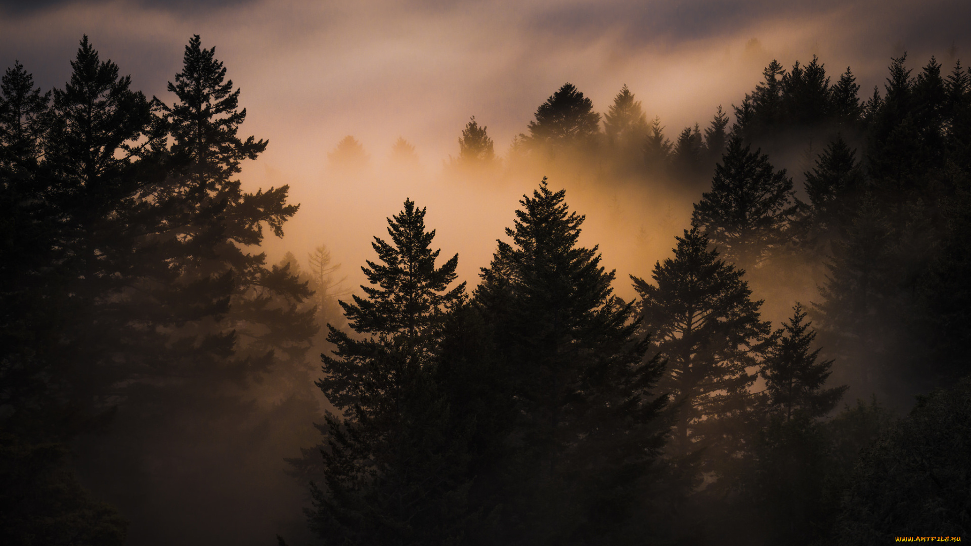 природа, лес, туман, закат