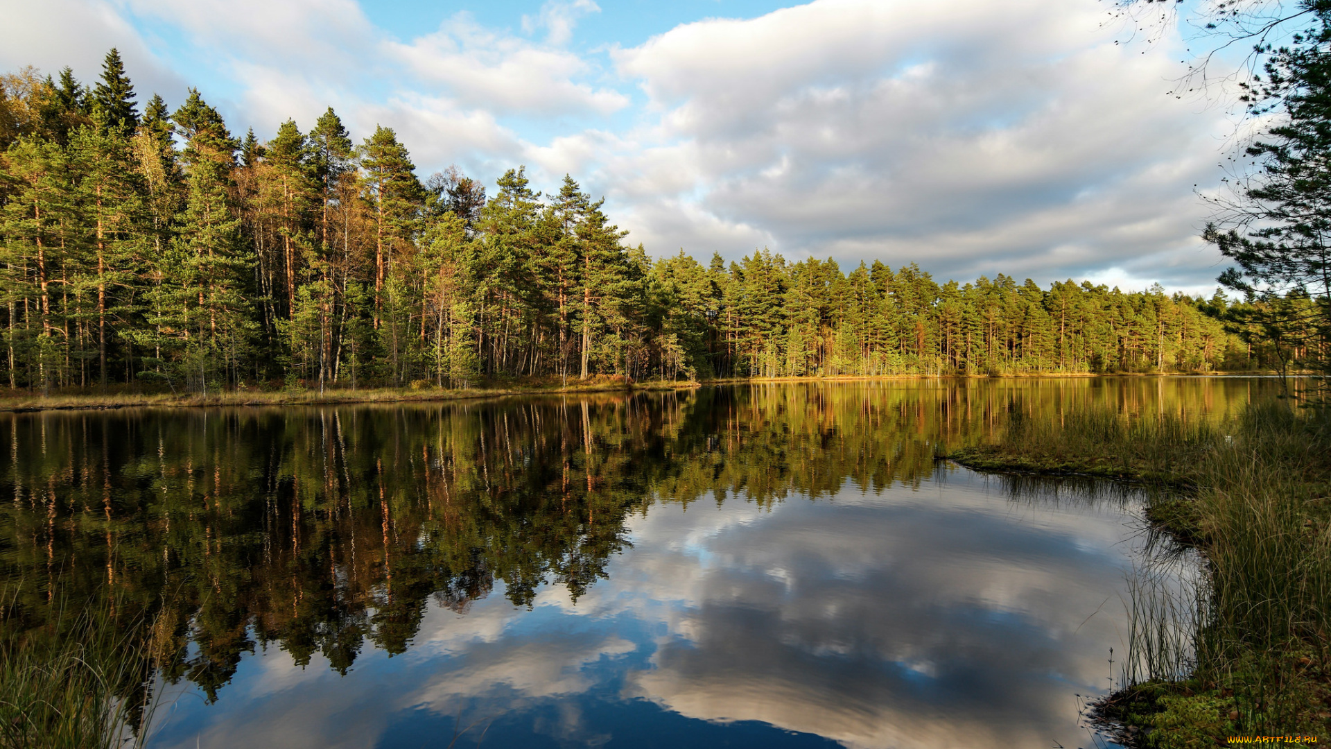 природа, реки, озера, река, лес