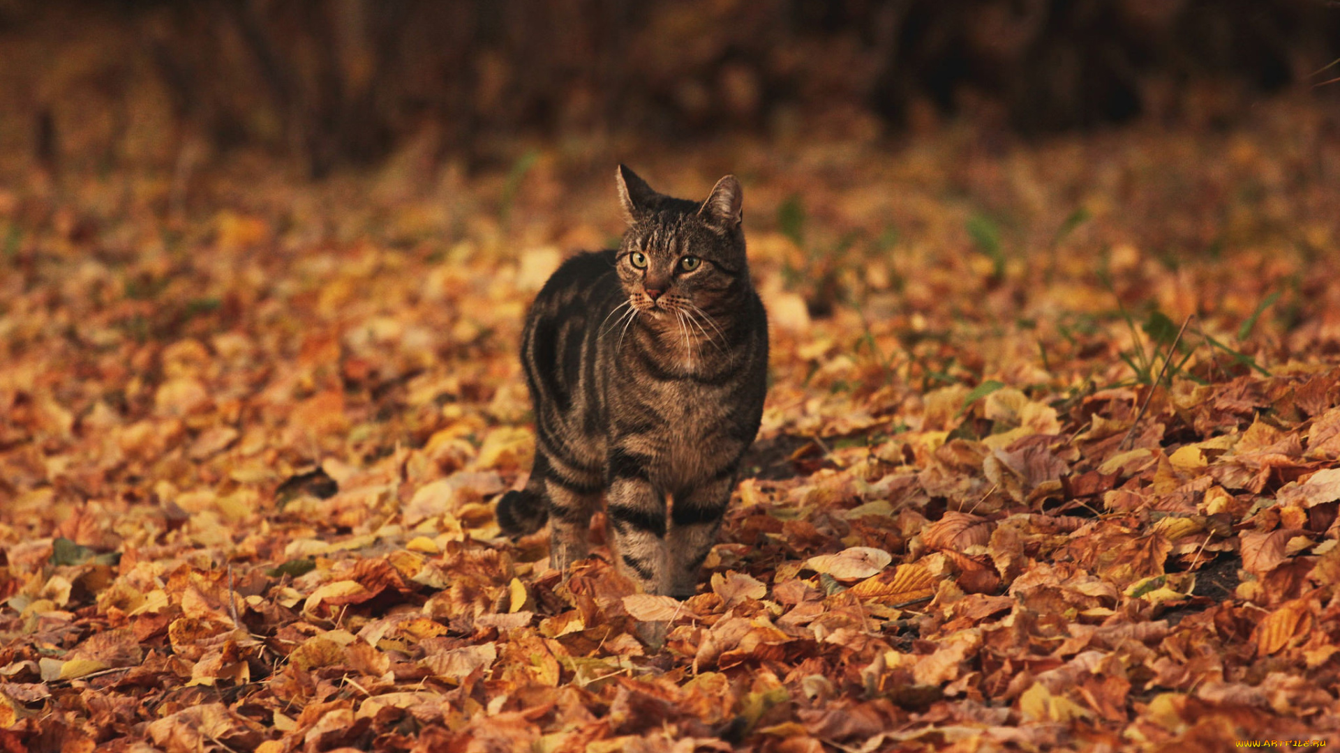 животные, коты, кот, листья, осень