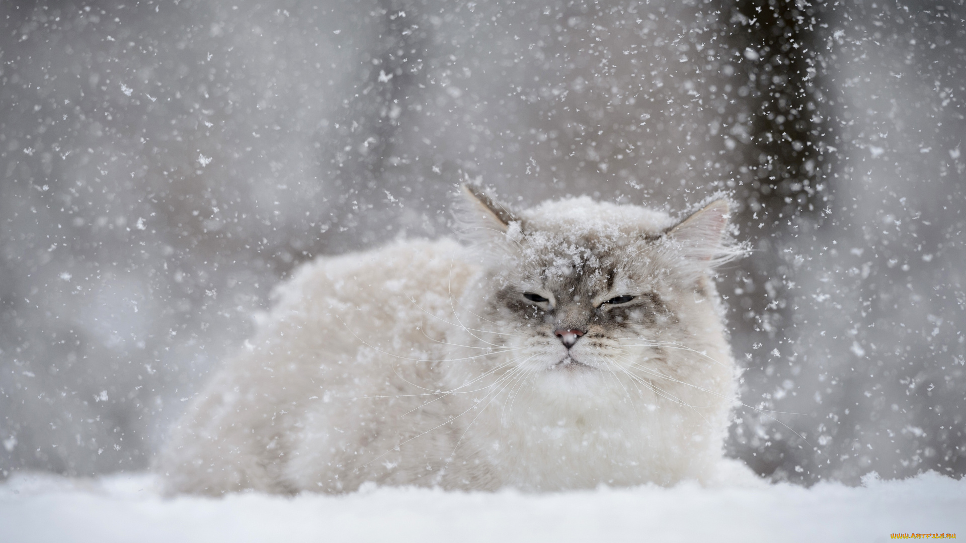 животные, коты, зима, снег, кошка, кот