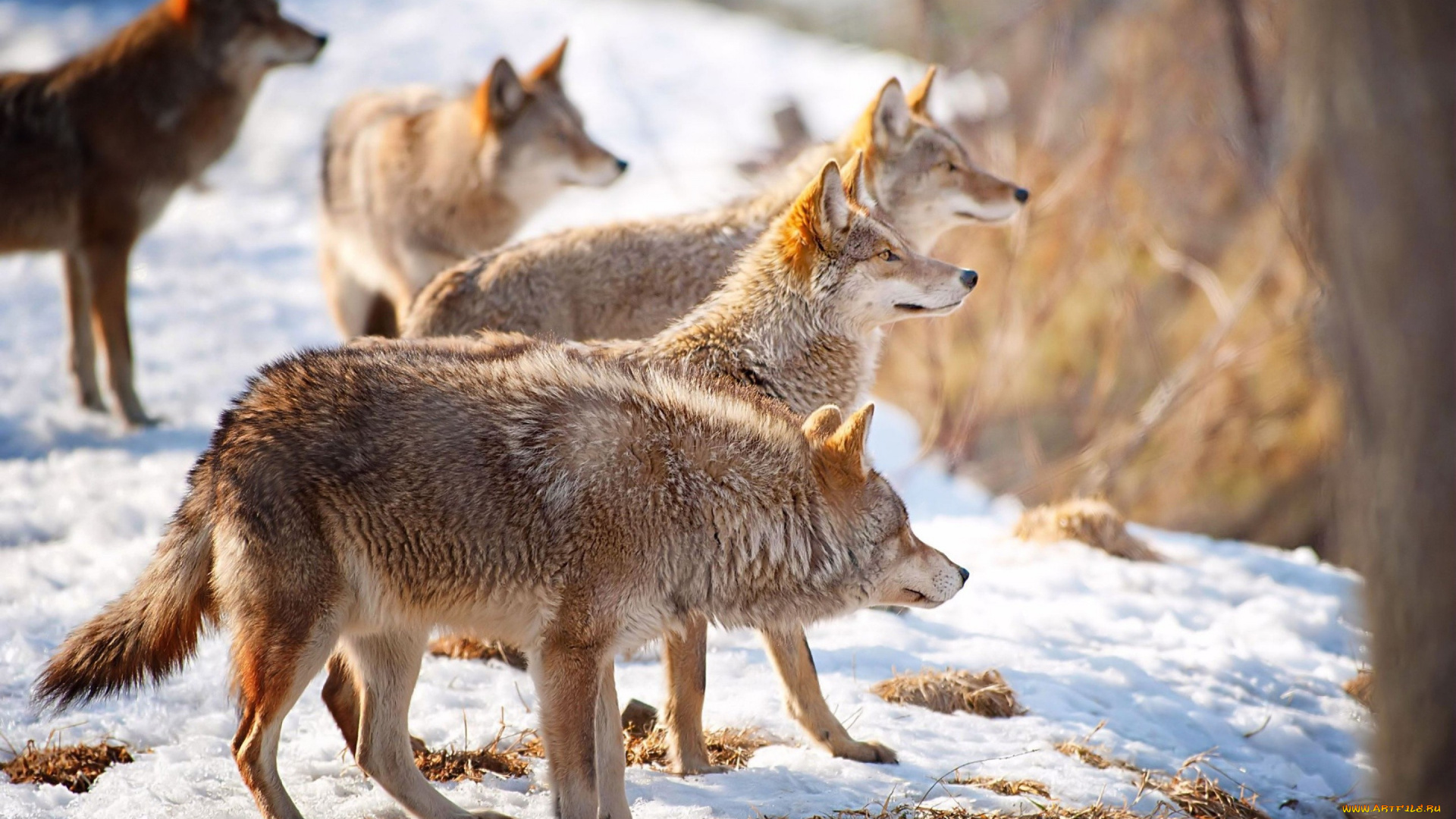 животные, волки, , койоты, , шакалы, внимание, зима, снег, стая