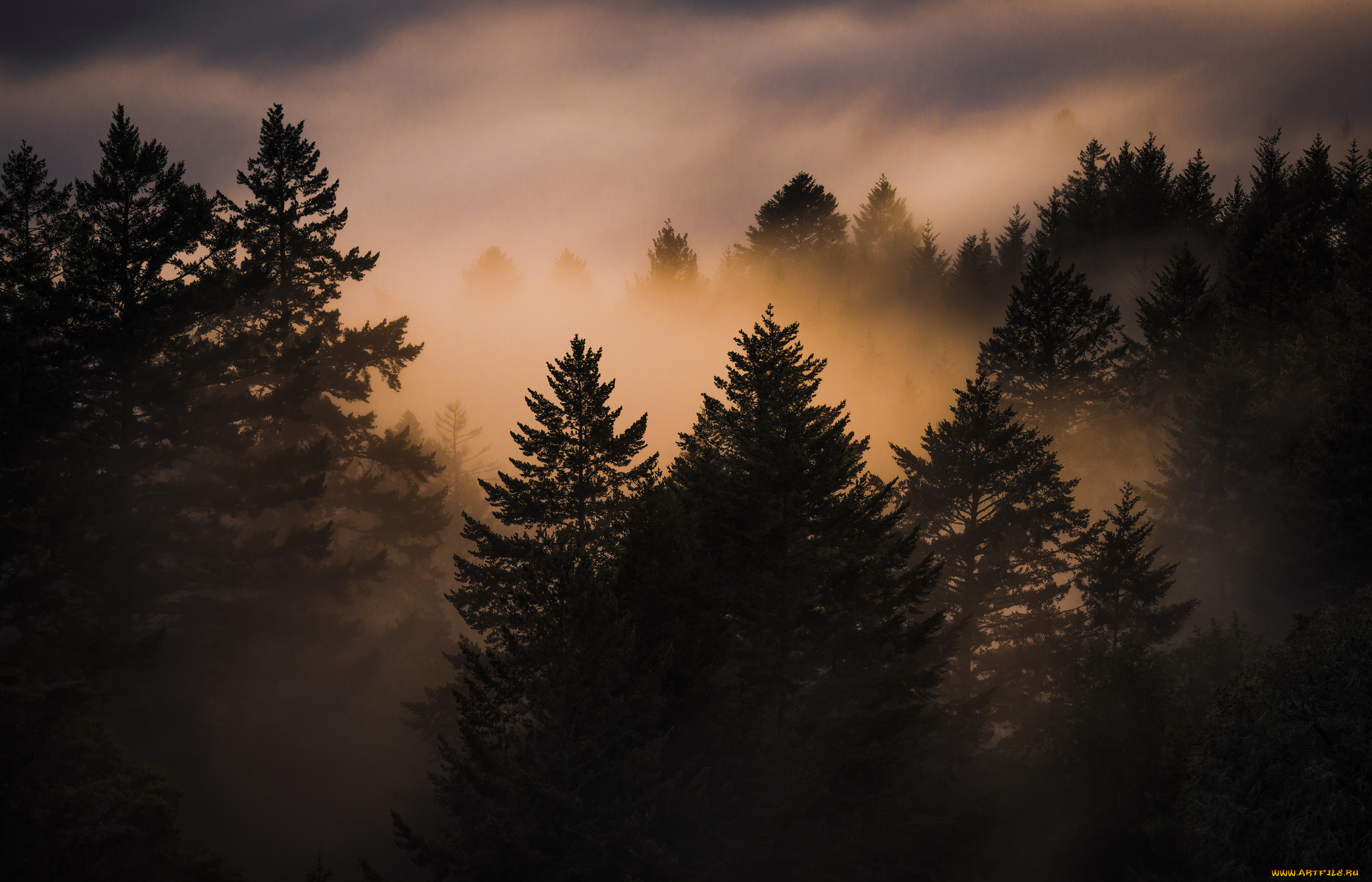 природа, лес, туман, закат