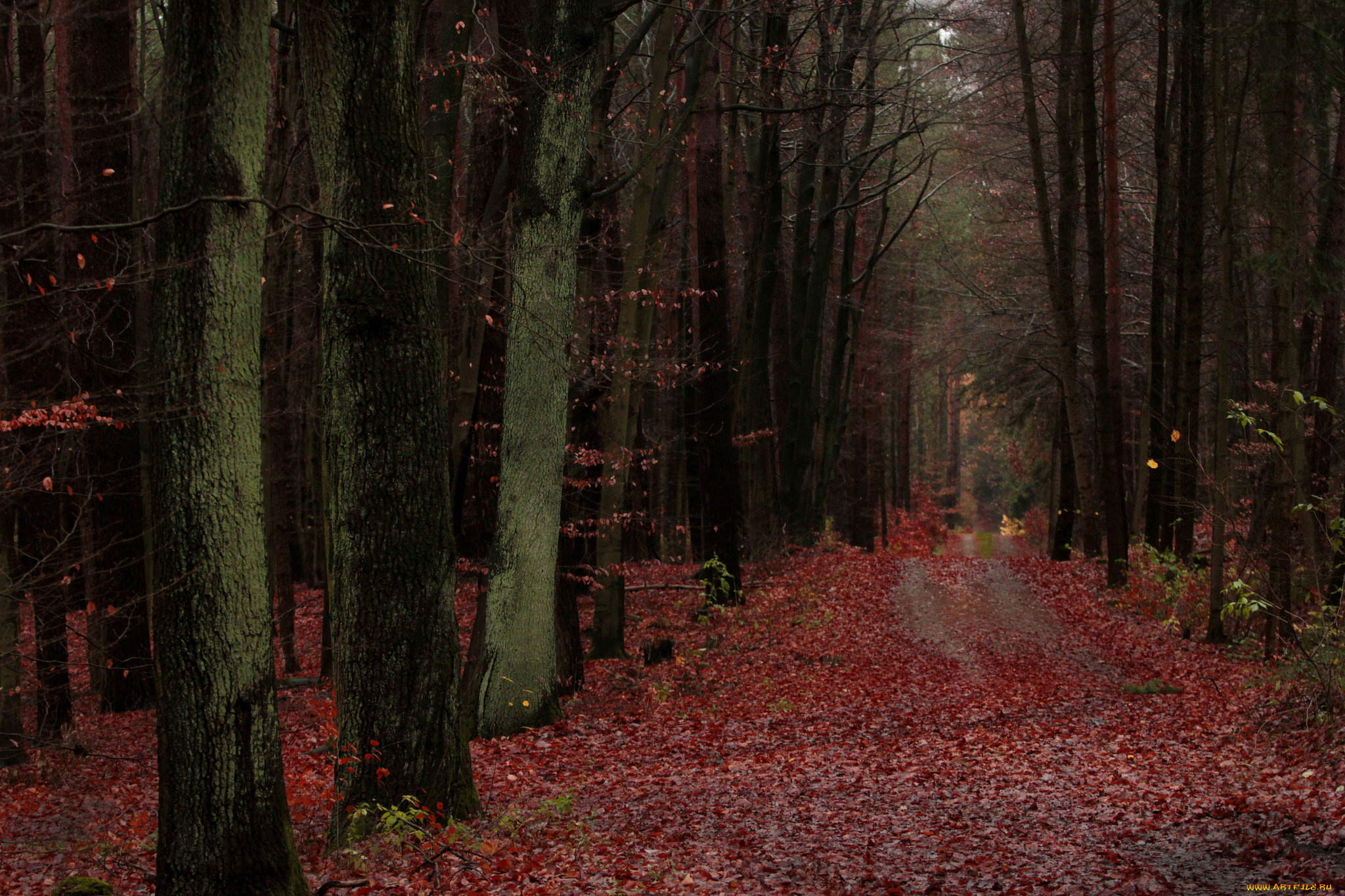 природа, дороги, деревья, лес, осень