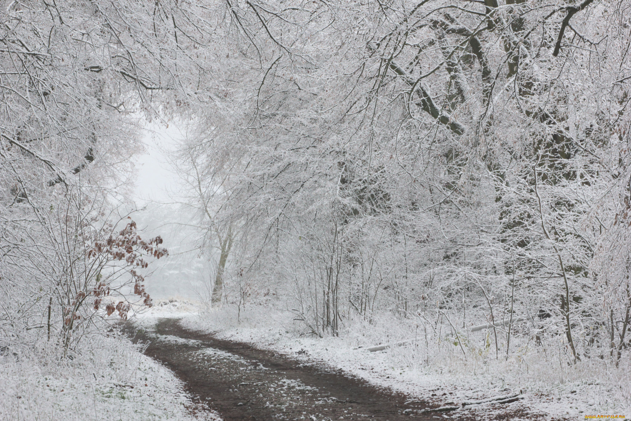 природа, зима, дорога, деревья