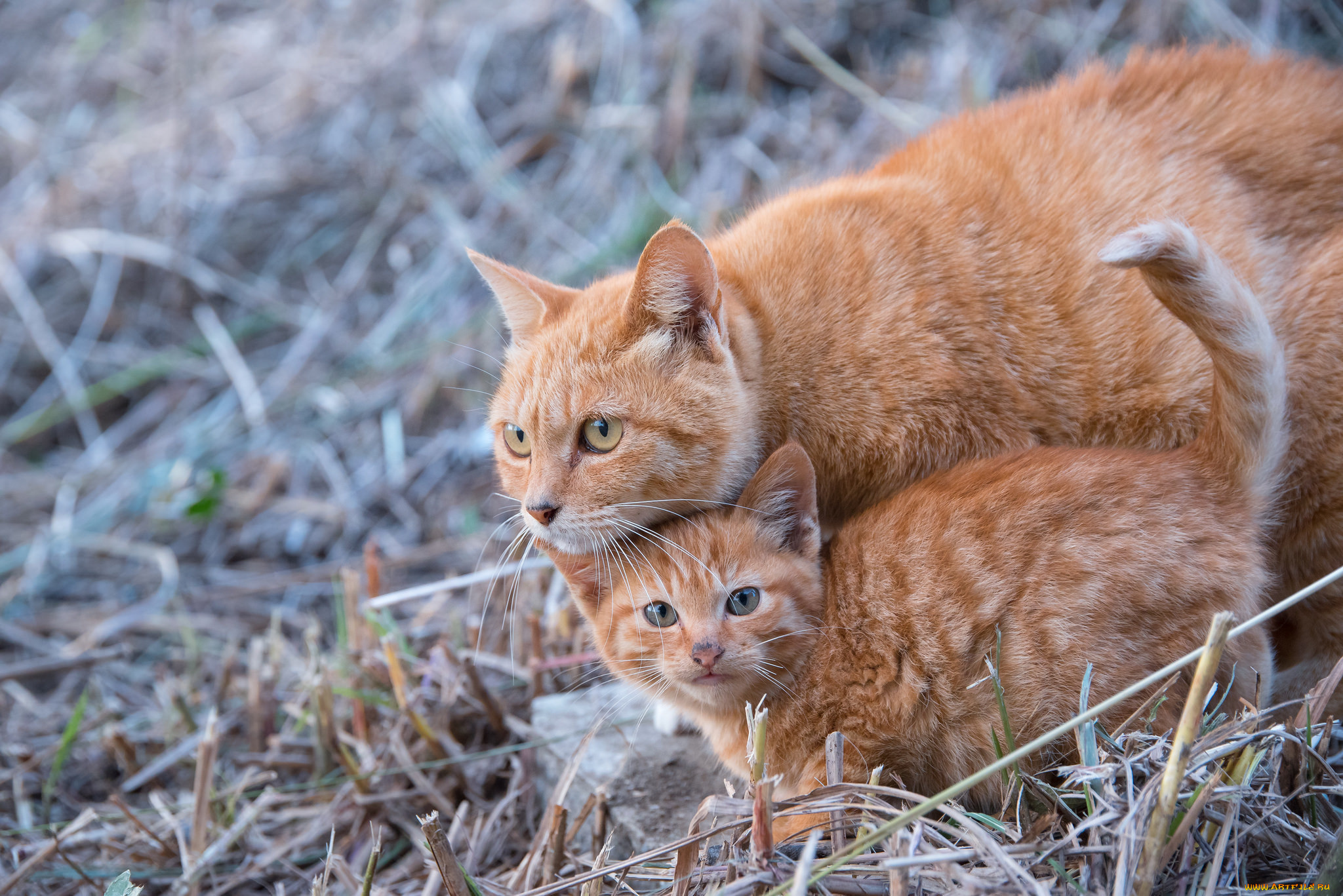 животные, коты, котёнок, кошка, рыжие