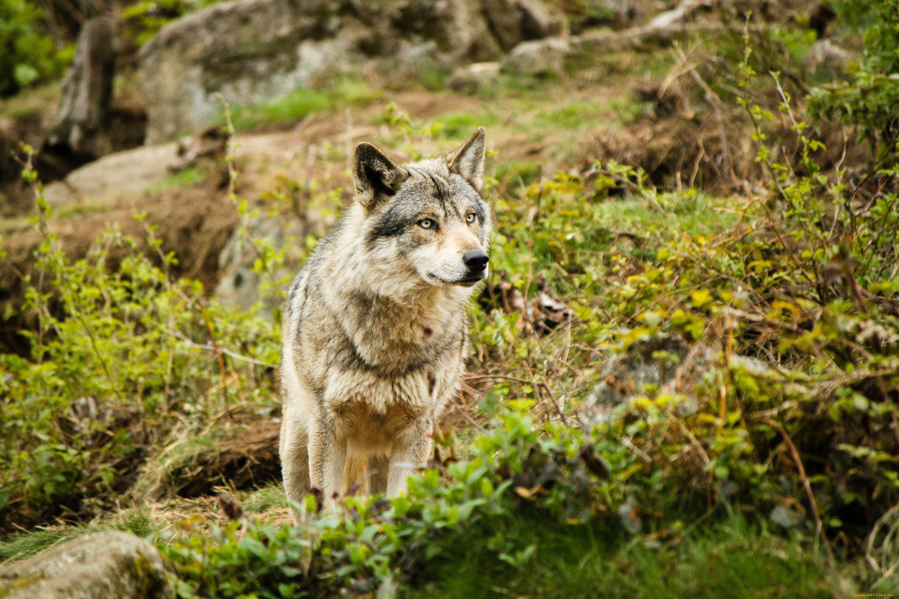 Дикая жизнь волков. Волк Таганай. Таганай национальный парк животные. Крымский волк. Волк в лесу.