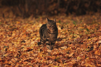 Серый кот осень листья животное бесплатно
