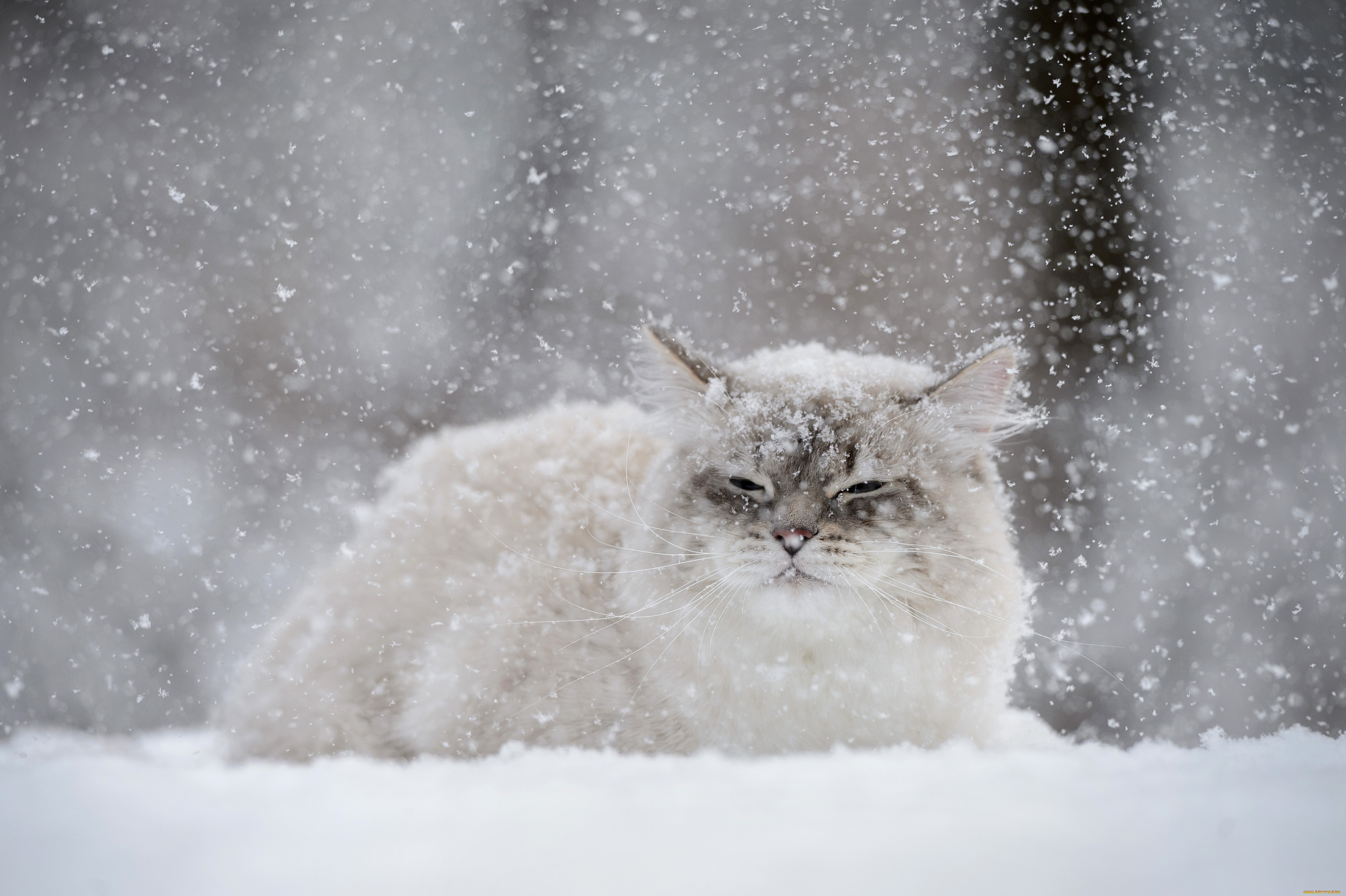животные, коты, зима, снег, кошка, кот