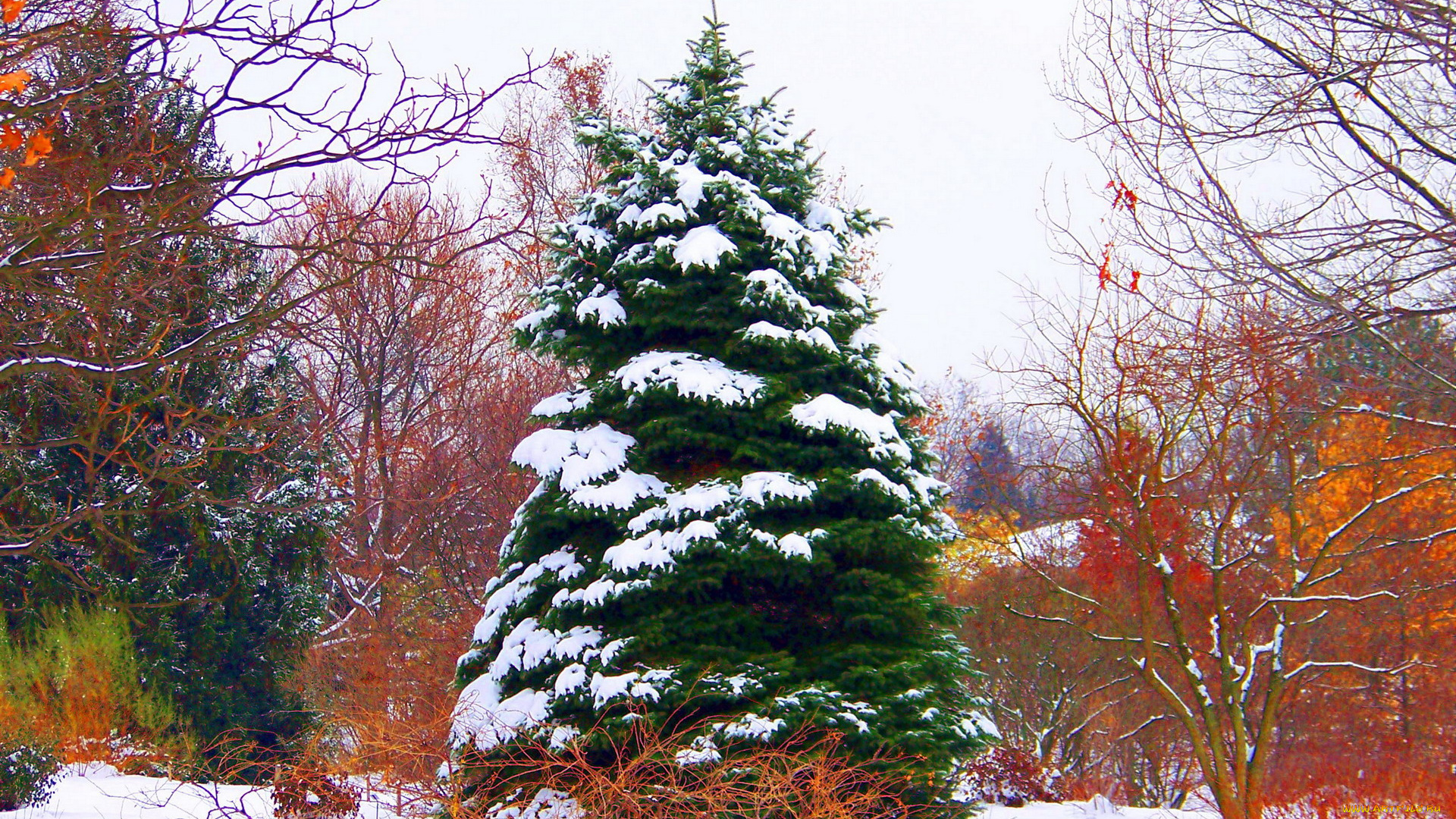 природа, деревья, снег, елка