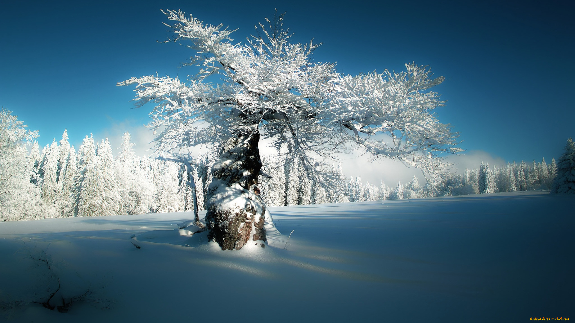 природа, деревья, снег, лес, бавария, bavaria, зима, германия, hirschbach, дерево, хиршбах, germany