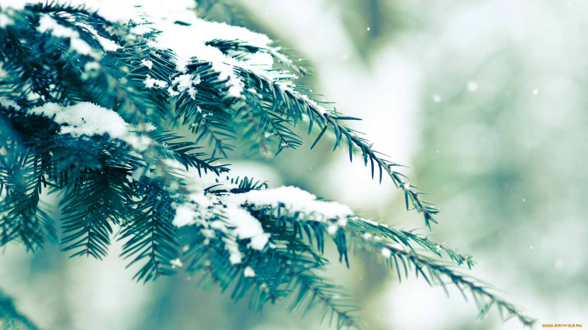 природа, деревья, зима, ель, снег, ветка